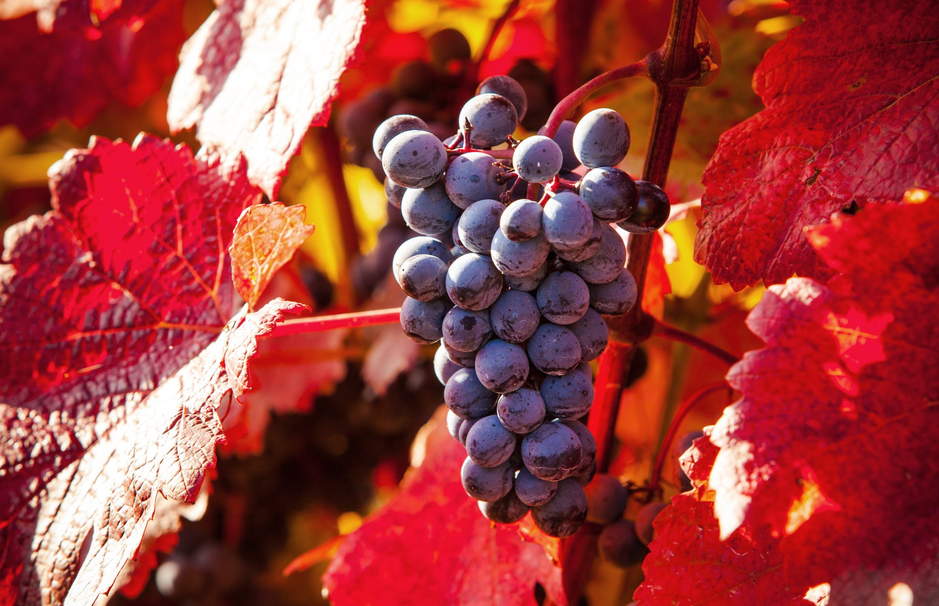 nature autumn foliage grapes autumn leave