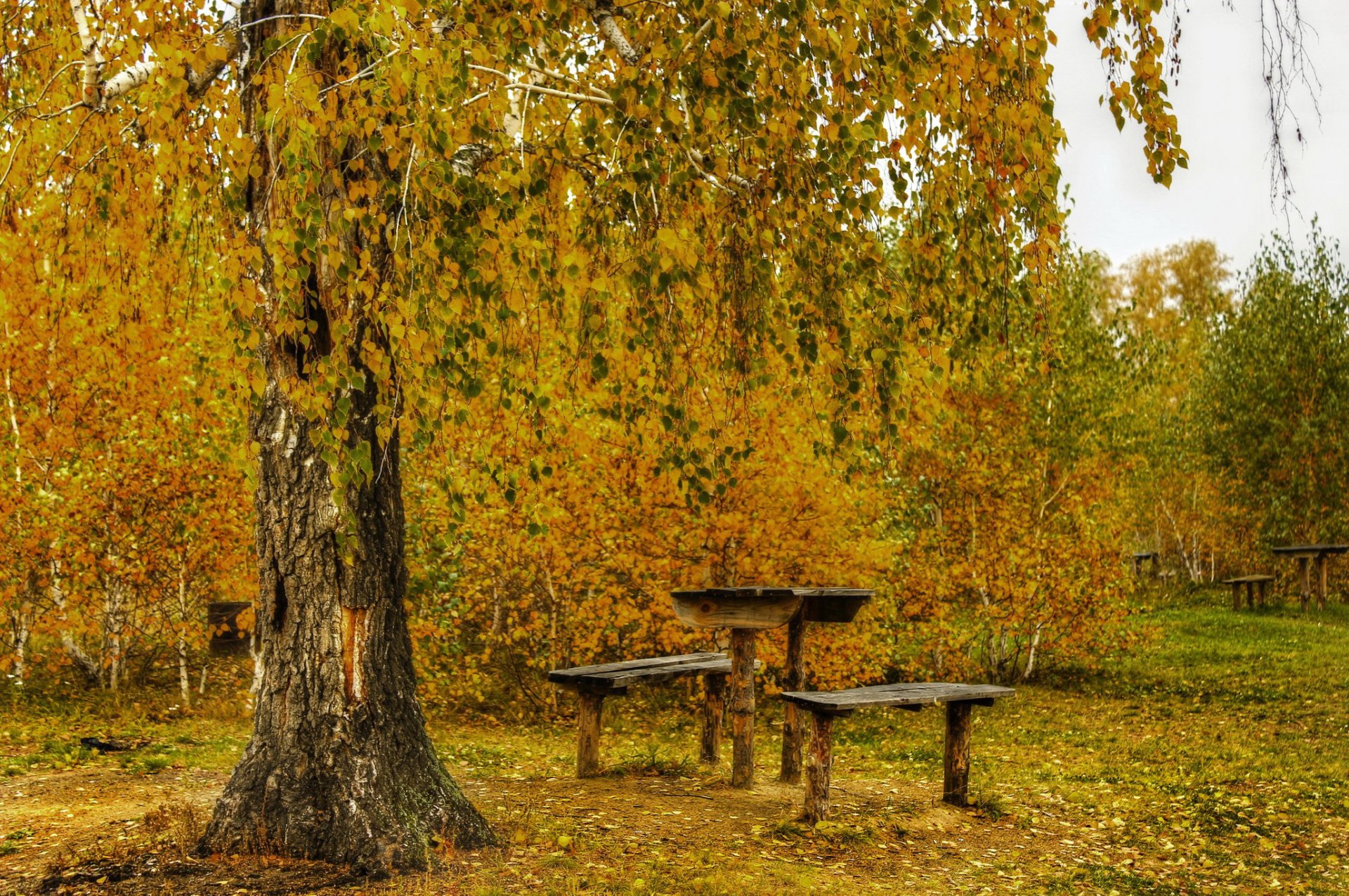 forest tree autumn foliage table benches leaves shops trunk bark beauty