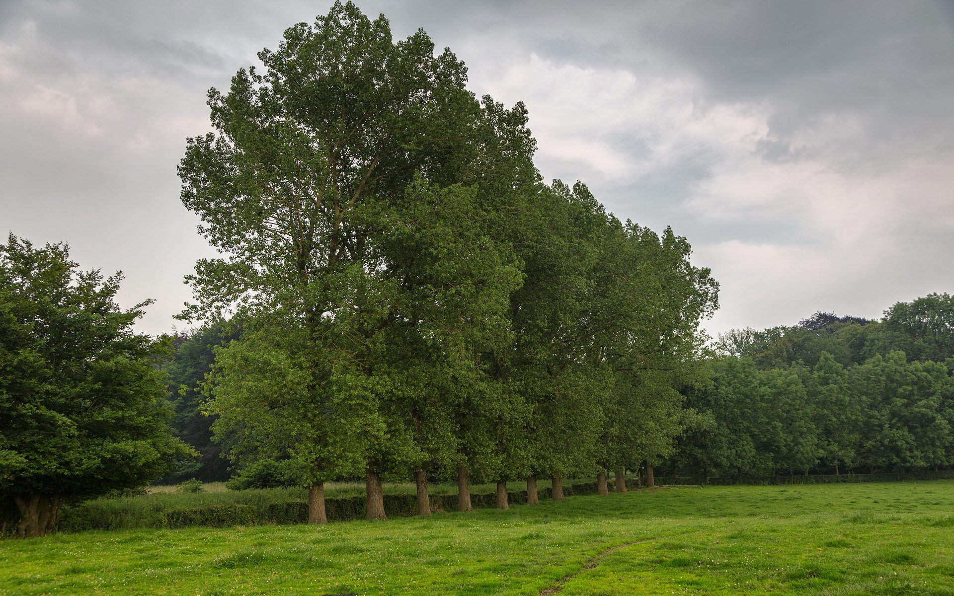 feld bäume natur