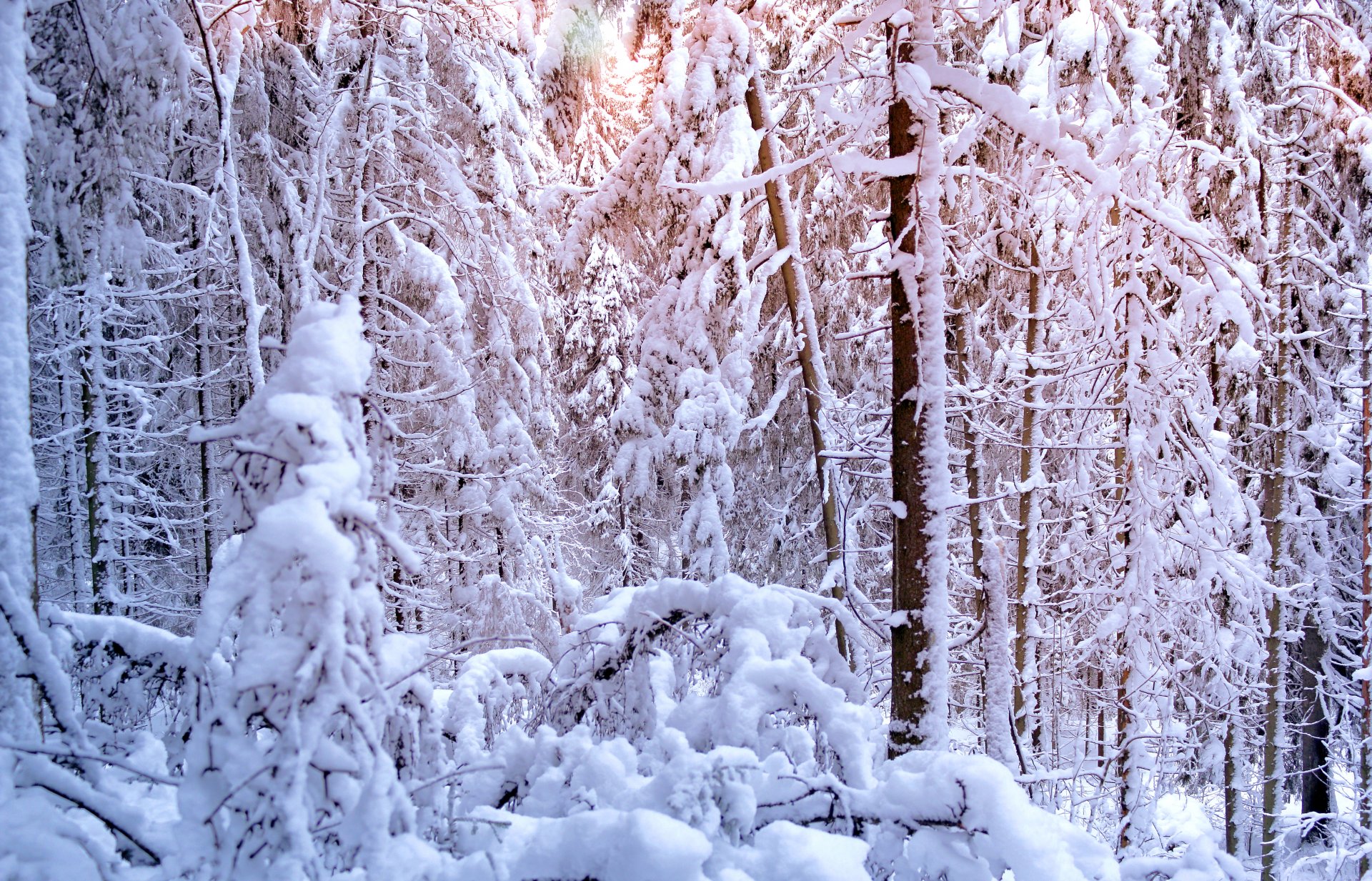 invierno árboles abeto pino bosque nieve árboles de navidad sol luz invierno pino árbol