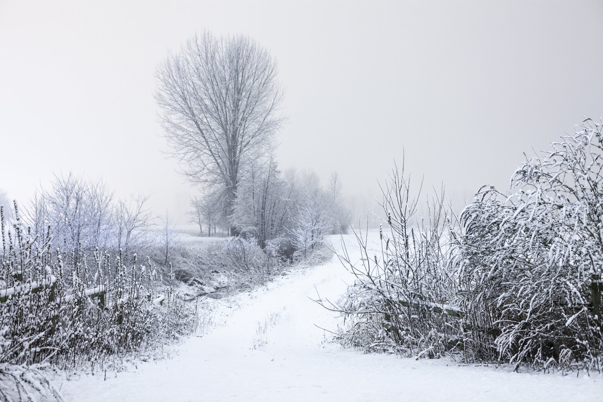 neige hiver givre arbres buissons branches route nature