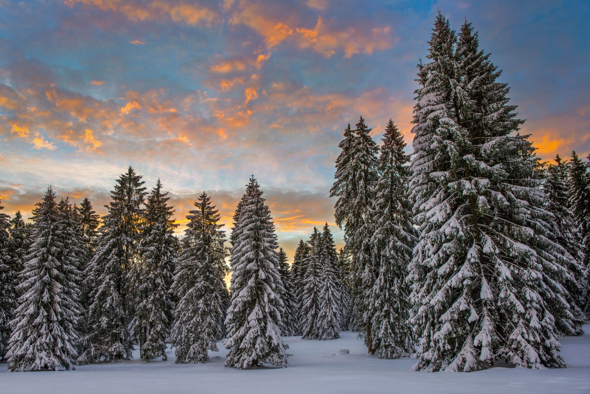 schweiz winter schnee wald fichte morgen wolken