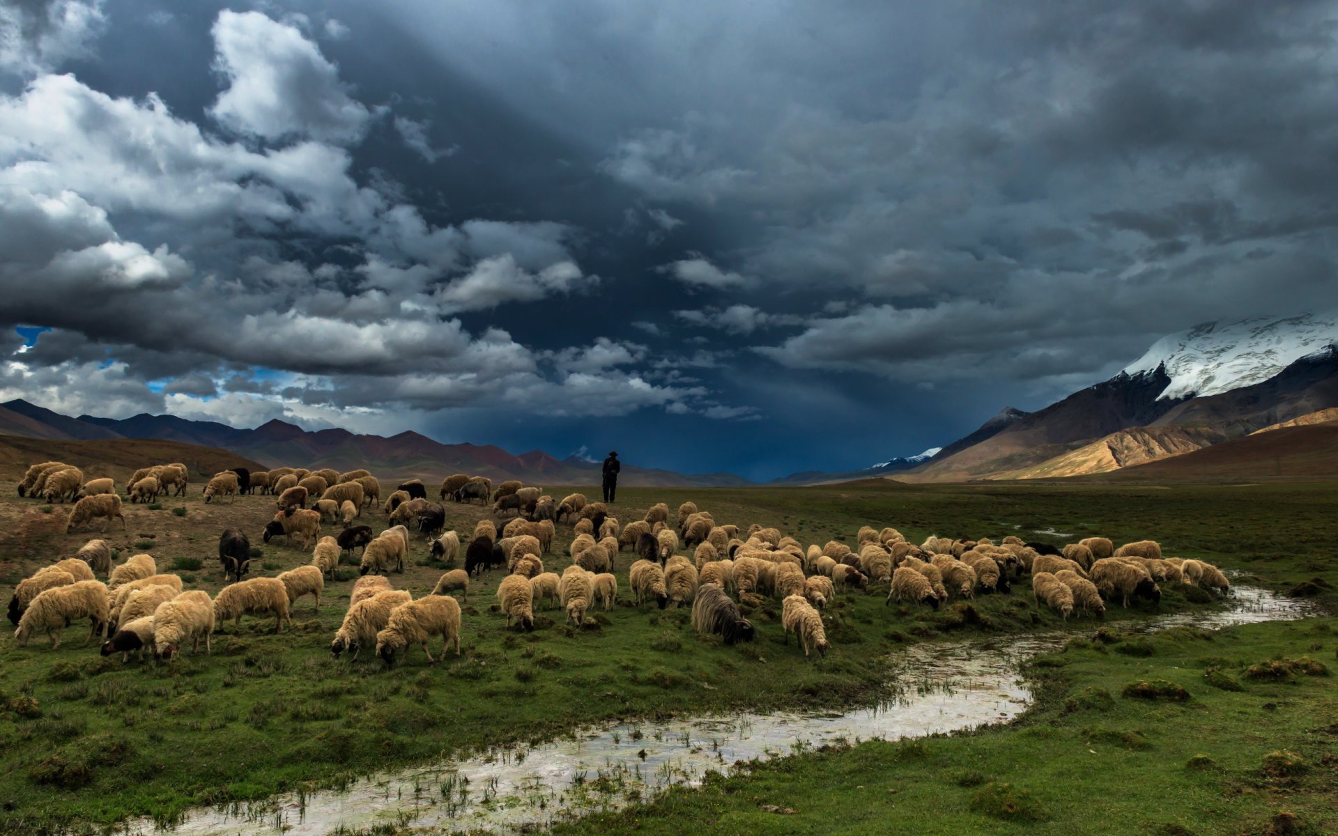 fiume campo pecore natura