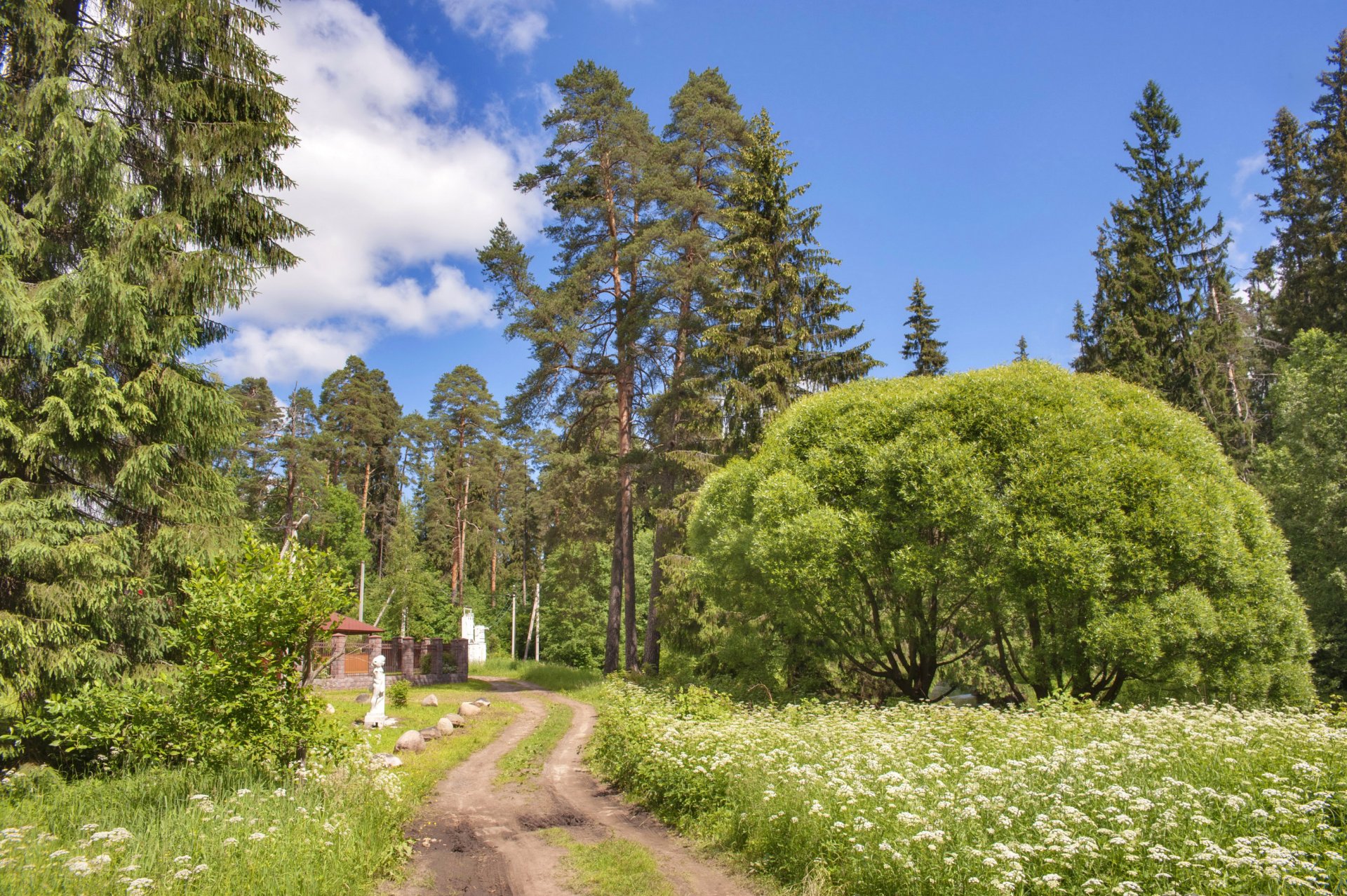 rusia parque región de leningrado árboles sendero naturaleza foto