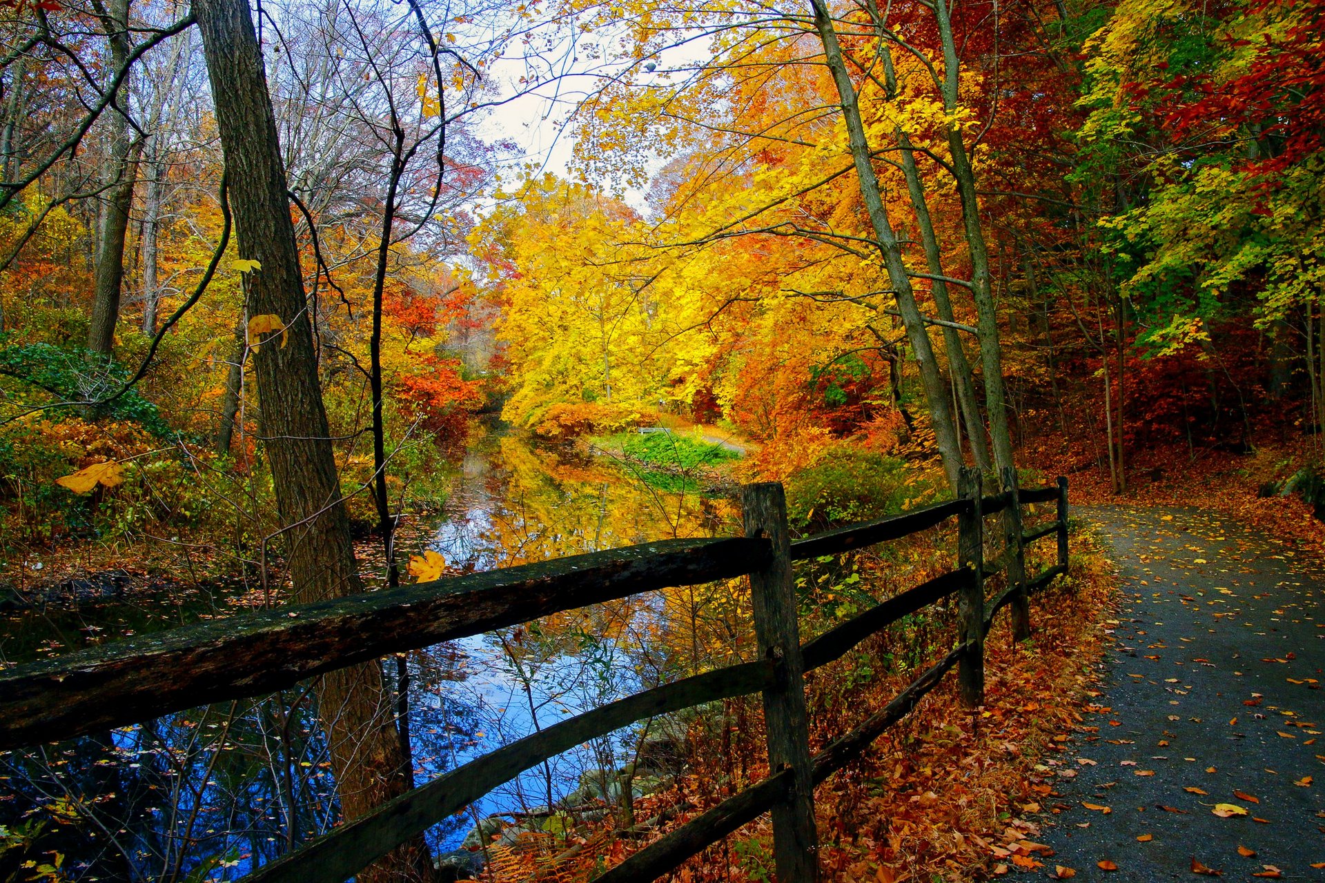 nature paysage forêt arbres automne rivière automne parcourir parc chute