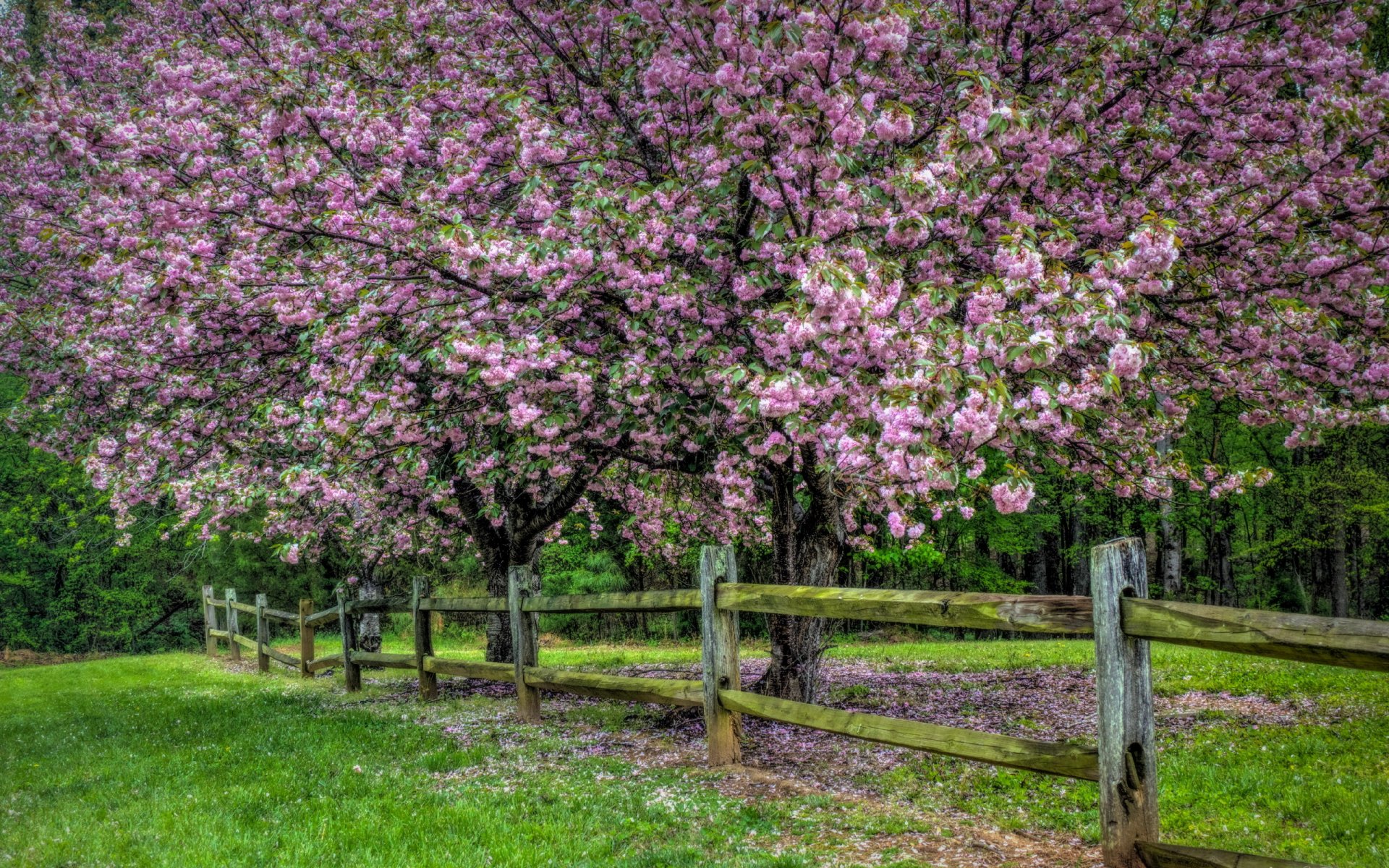 legno recinzione natura primavera