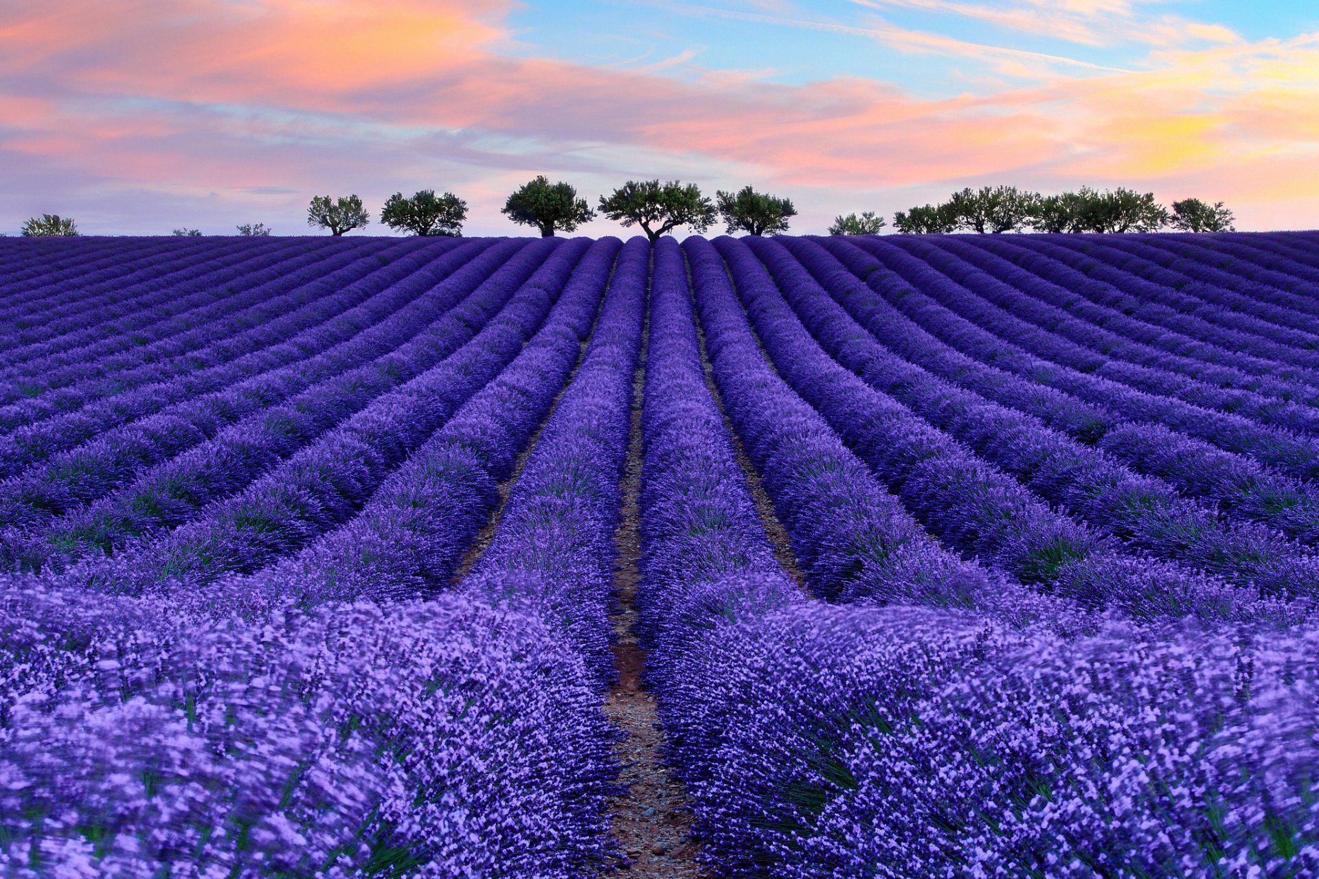 frankreich provence feld lavendel blumen baum himmel wolken