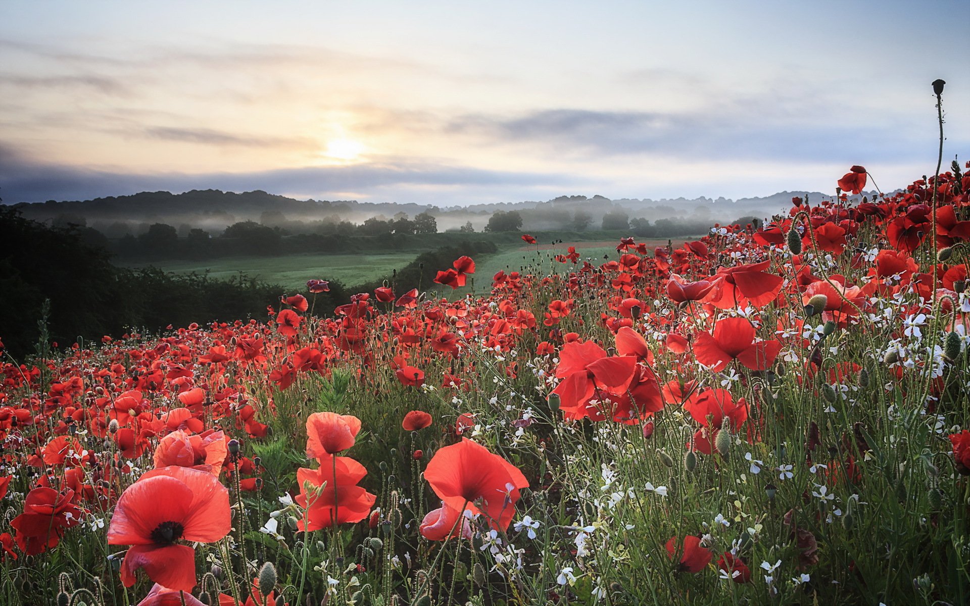 amapolas campo mañana paisaje naturaleza