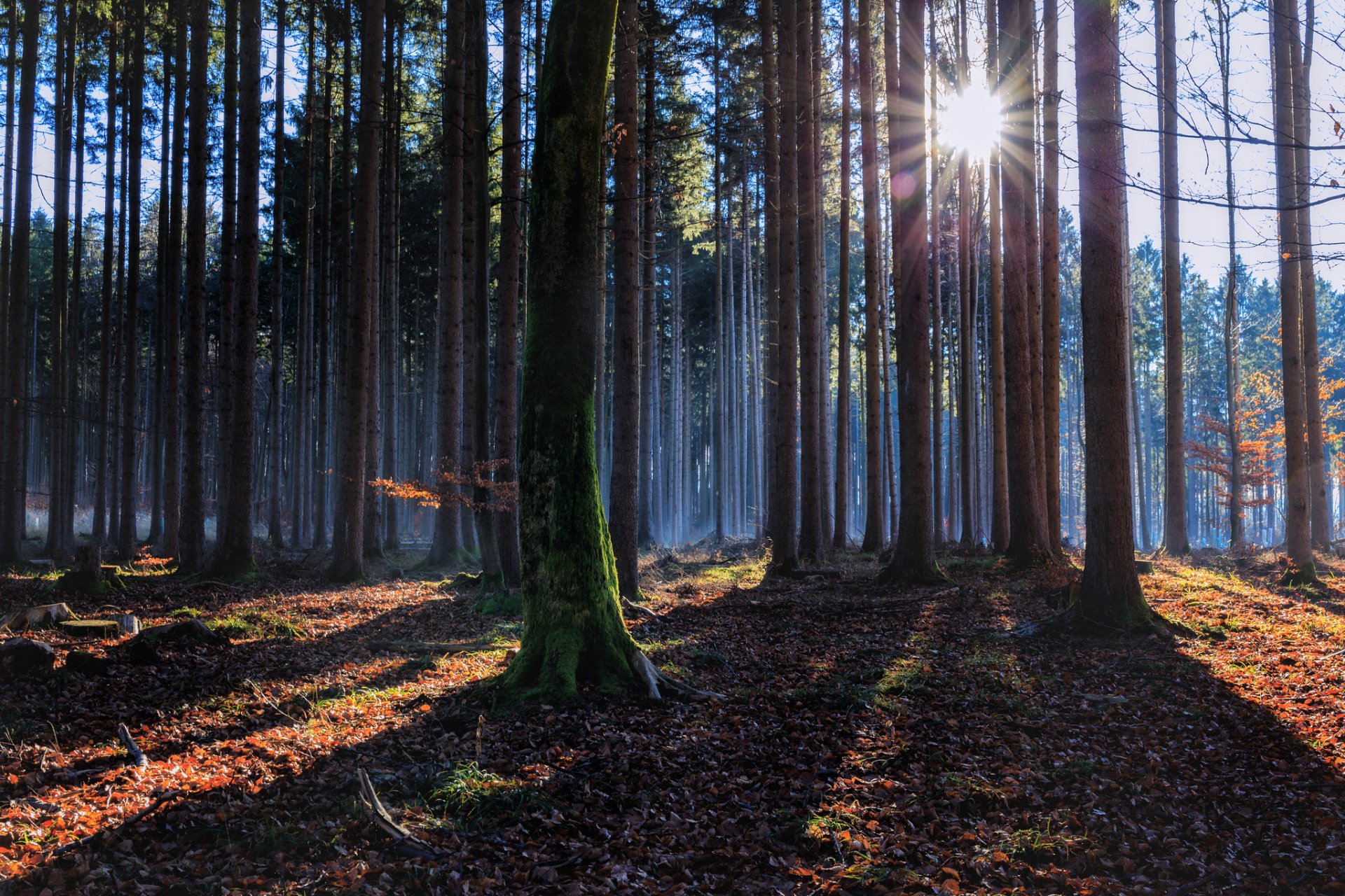 autunno foresta sole raggi luce ombre