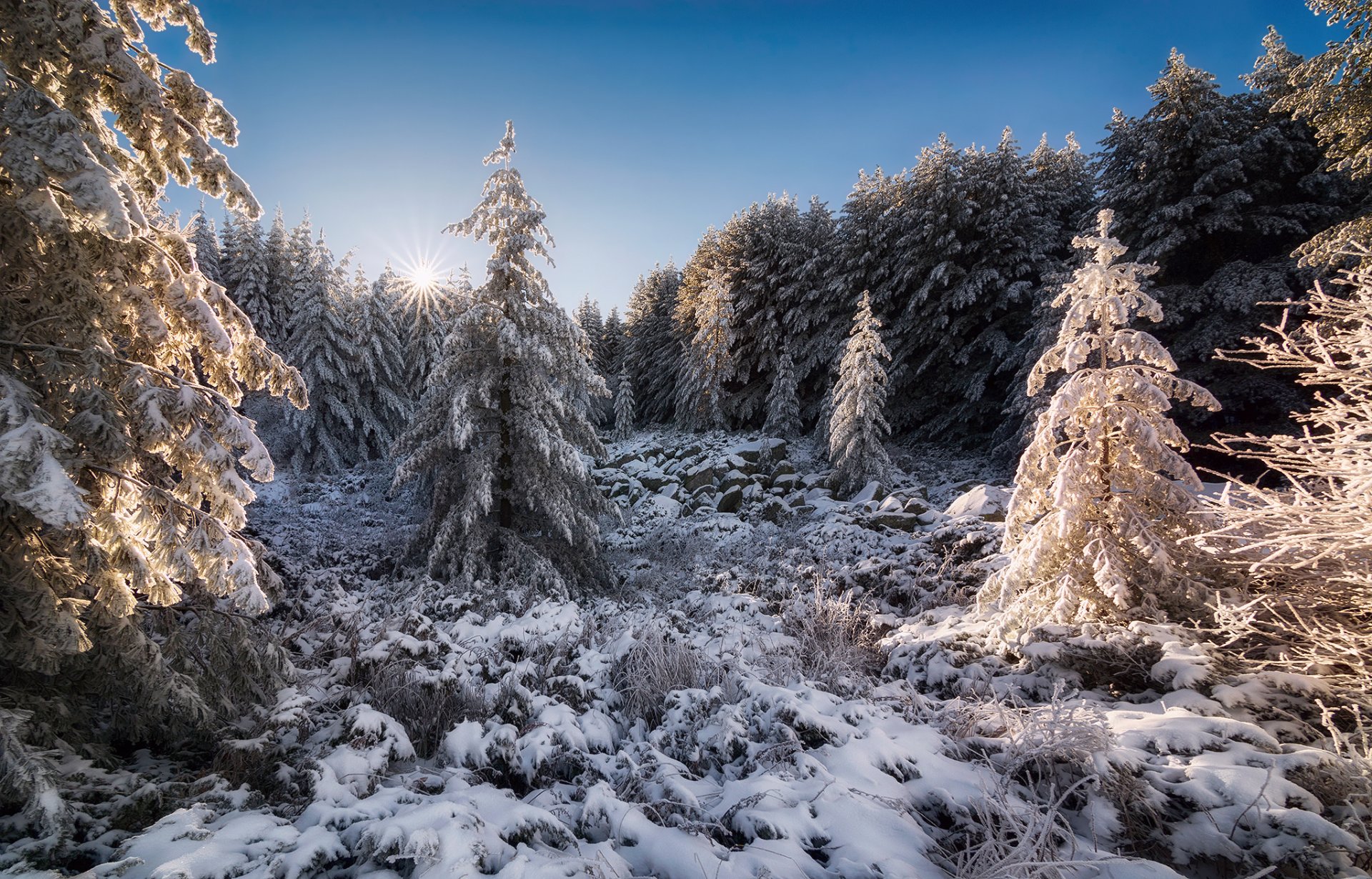 bulgaria catena montuosa vitosha foresta neve sole autunno novembre