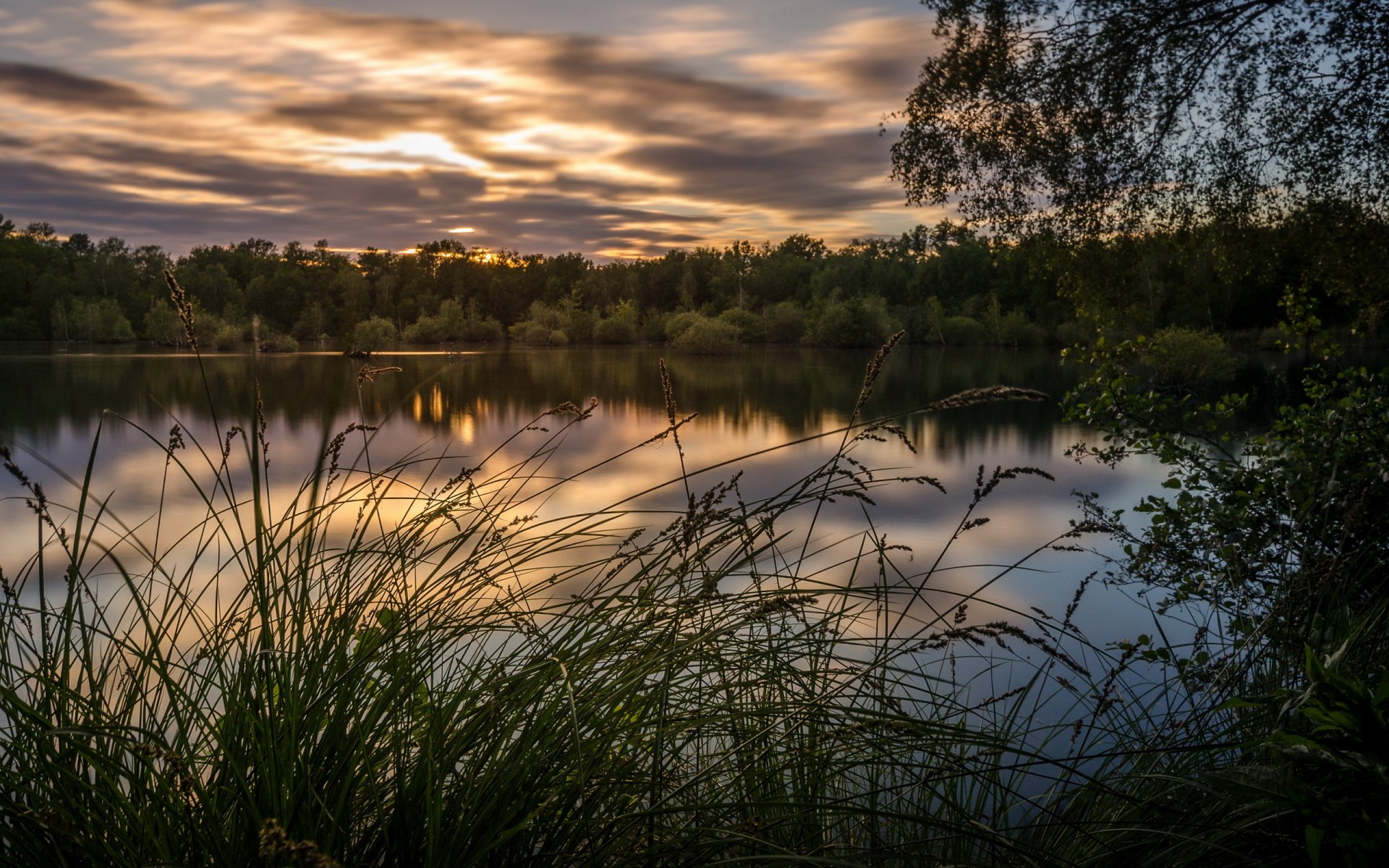 bosque lago verano