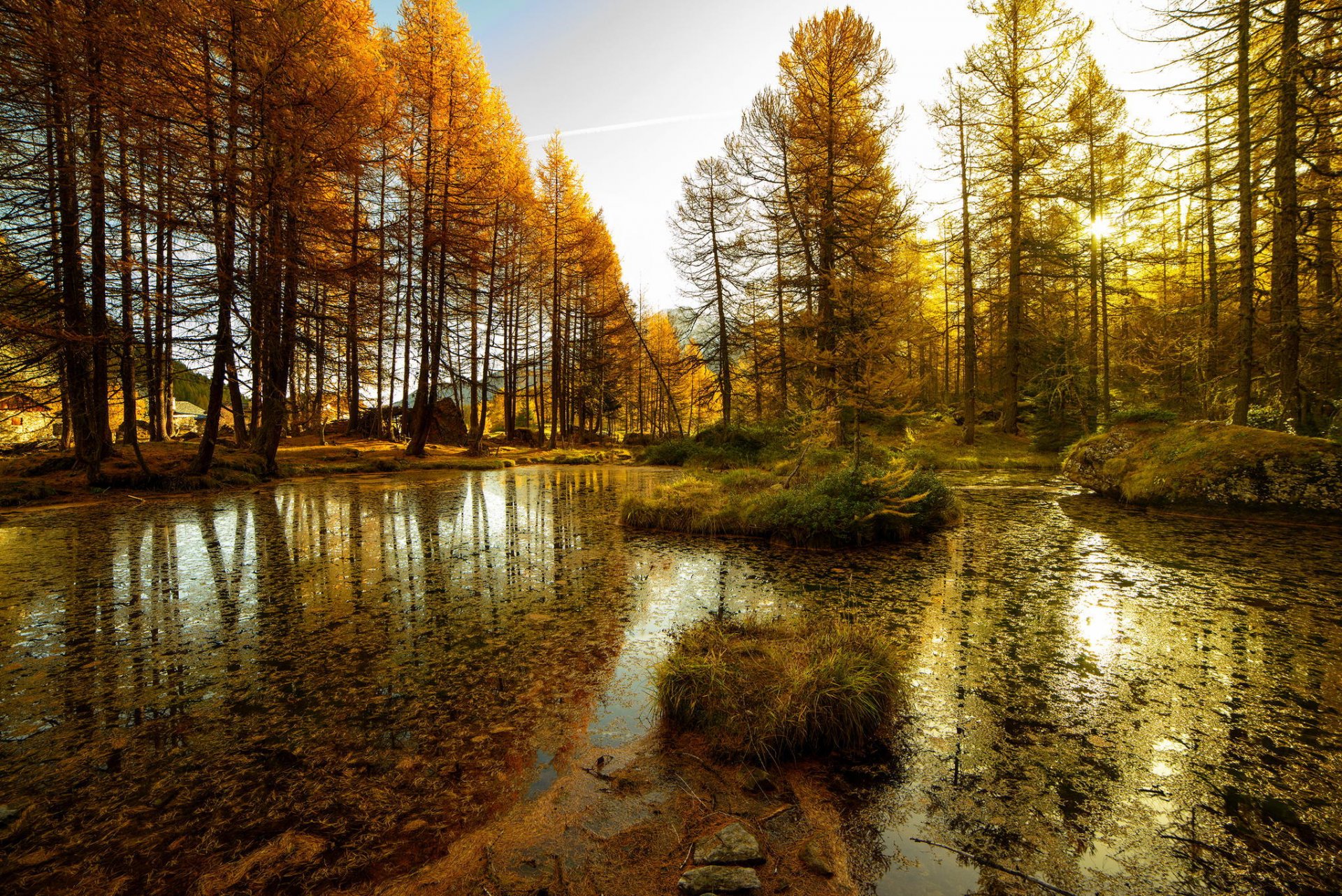 natura foresta alberi. stagno lago acqua fango autunno