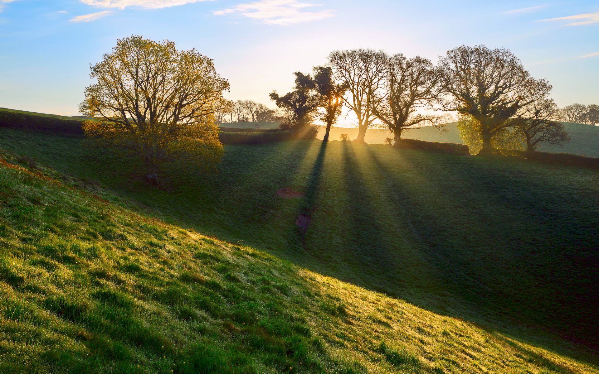 england united kingdom devon morning grass rosa rays light spring april