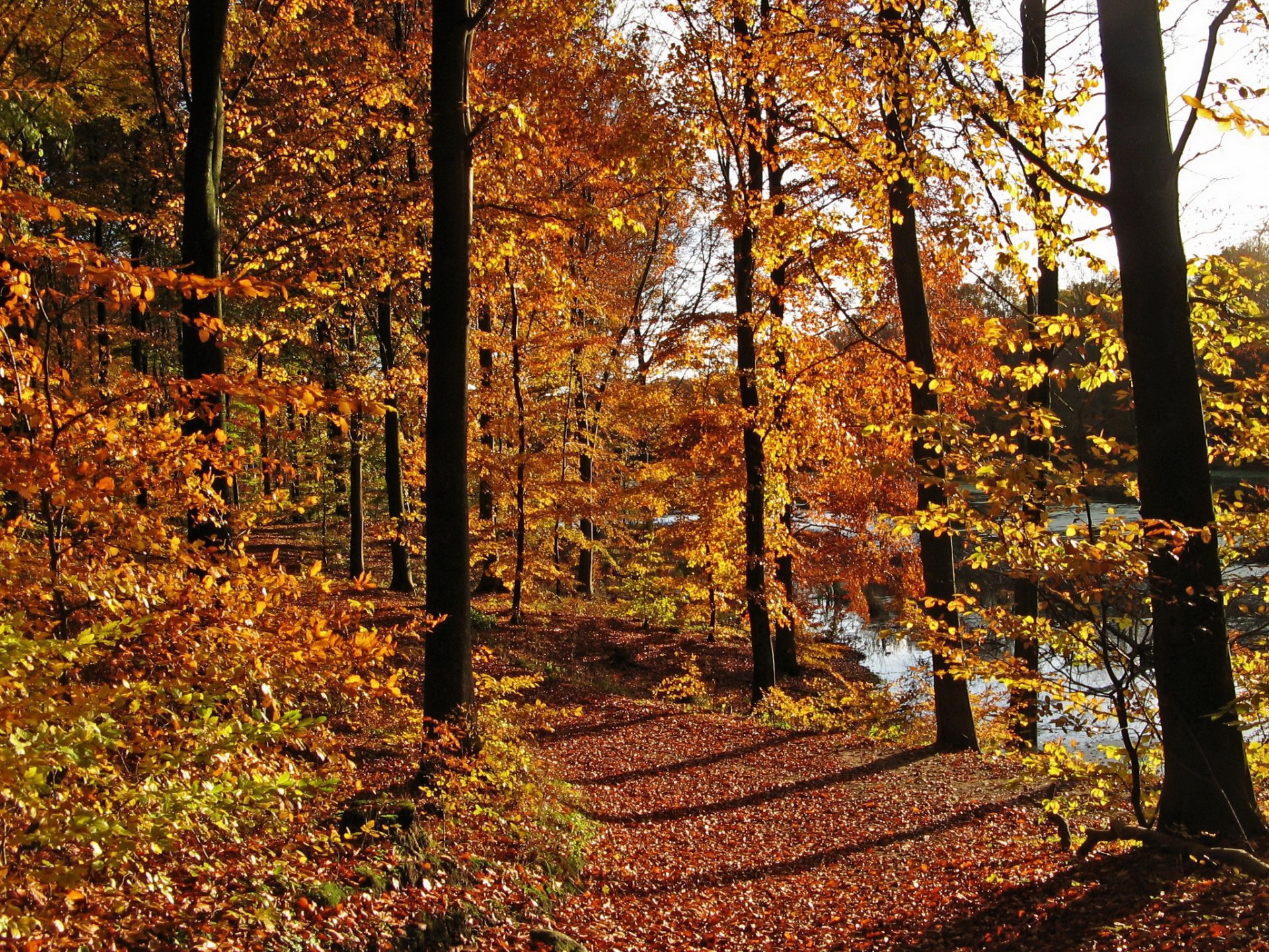 autunno alberi sentiero foglie natura foto