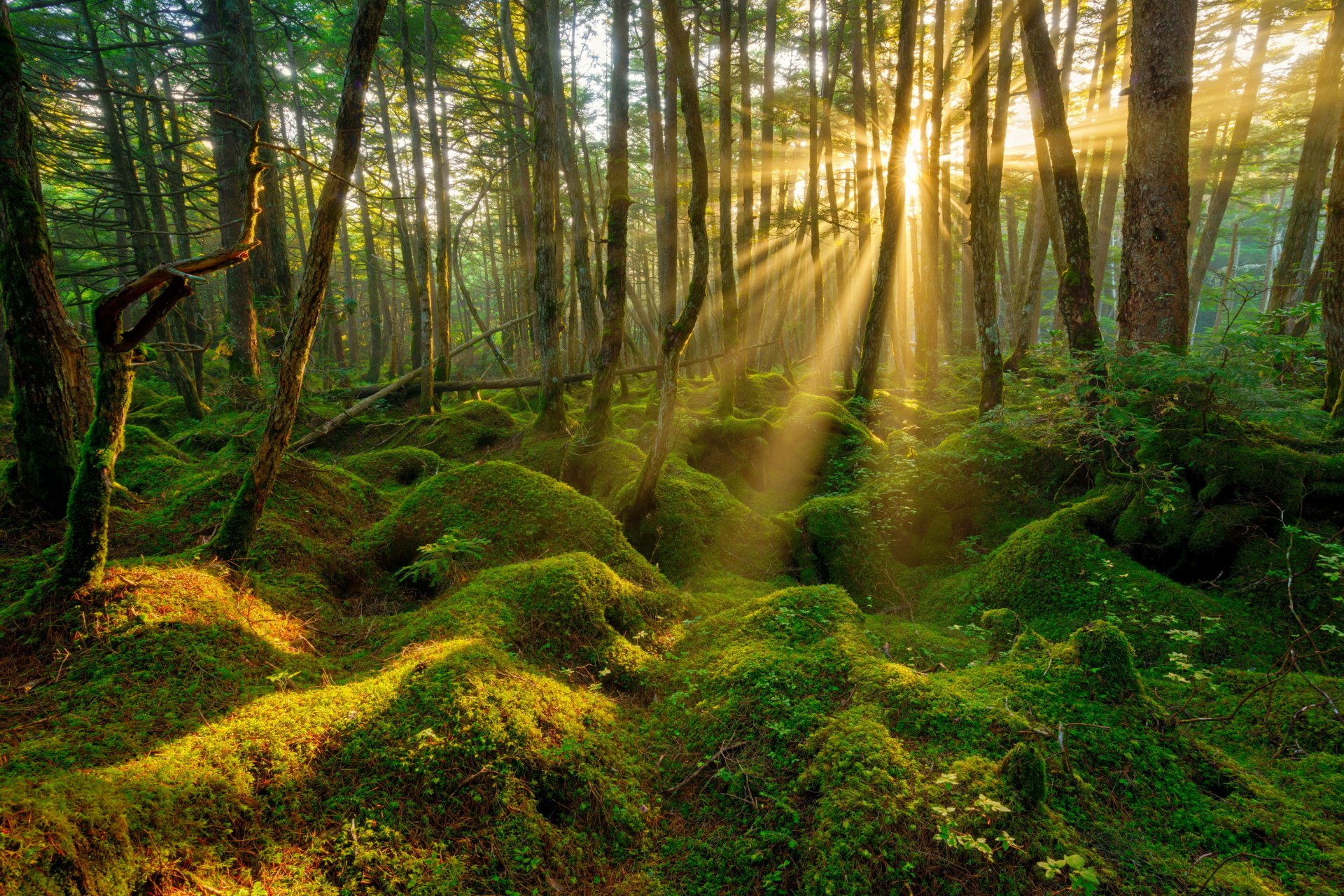 primavera foresta dossi muschio mattina raggi di sole