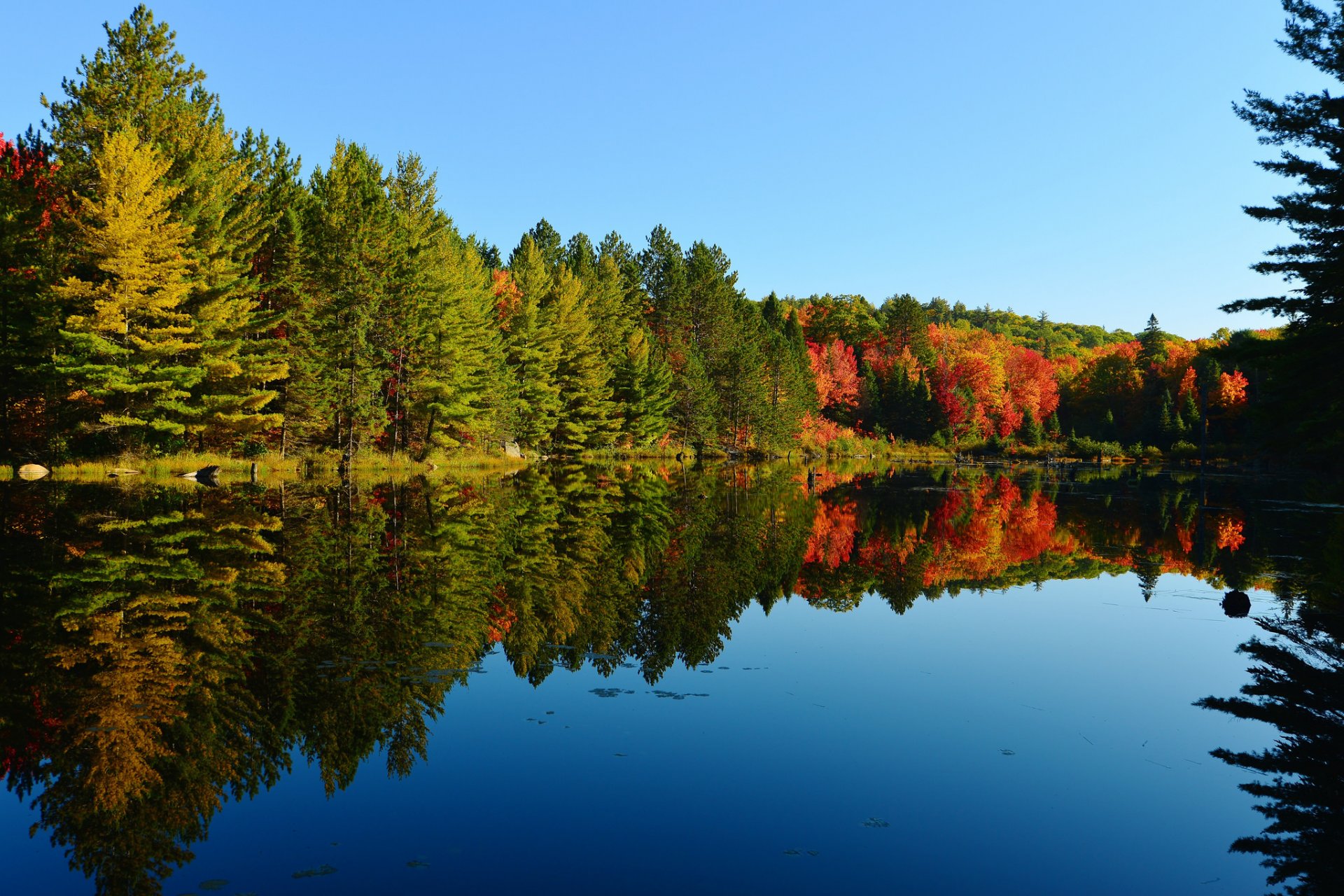 cielo bosque lago árboles otoño