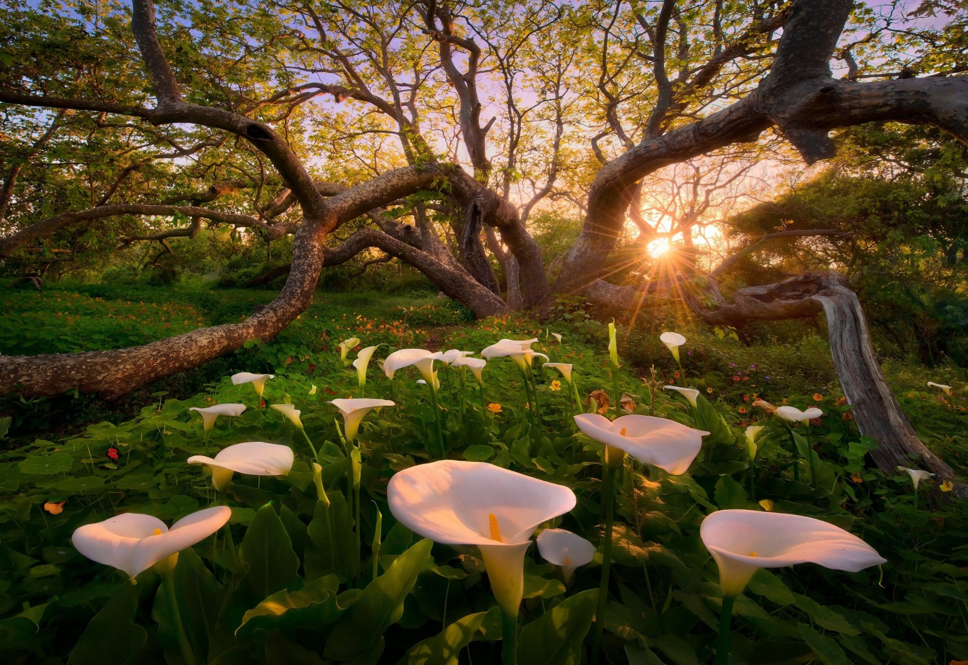 paradis sur terre callas