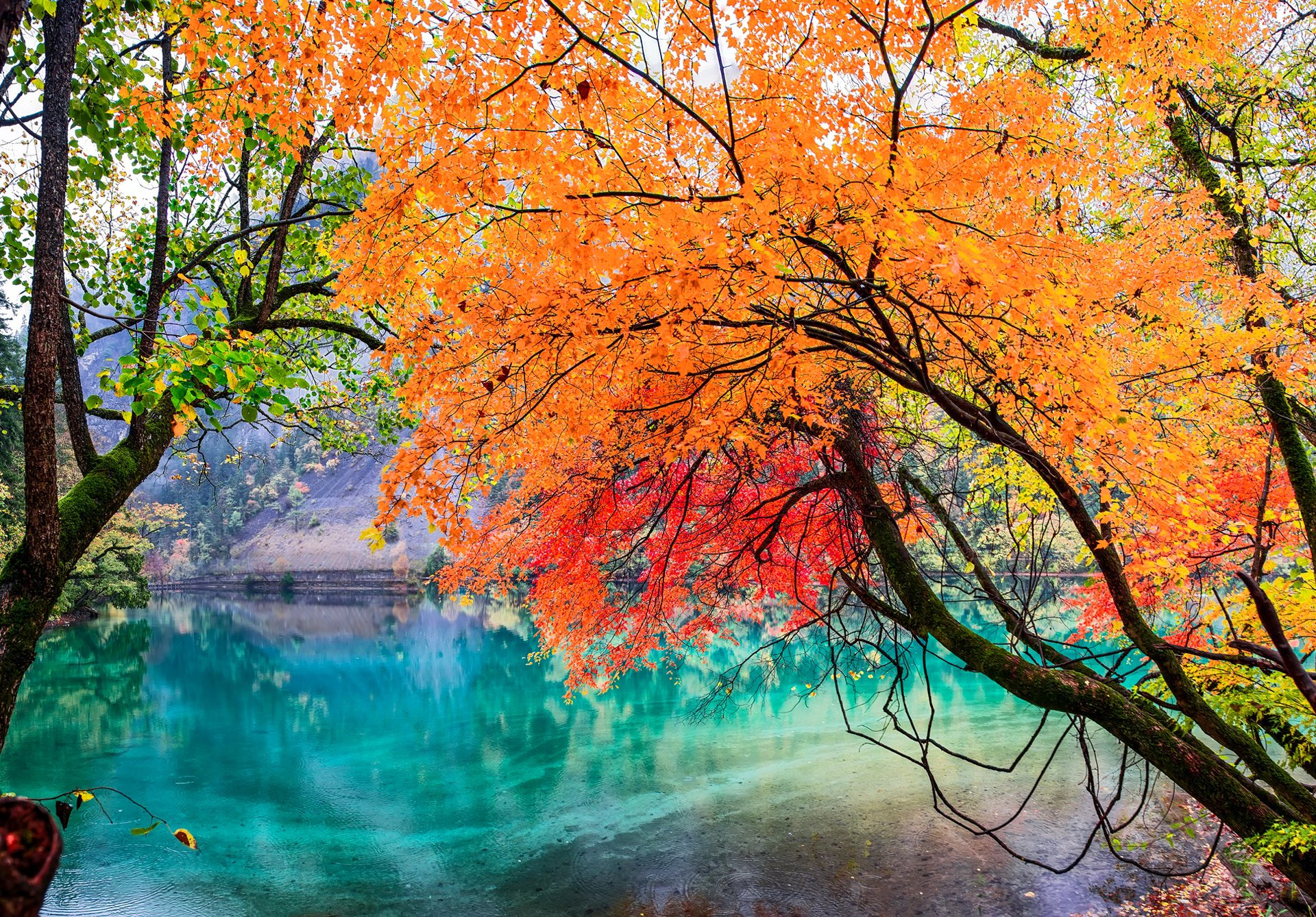 jiuzhaigou national park sichuan china see bäume blätter herbst