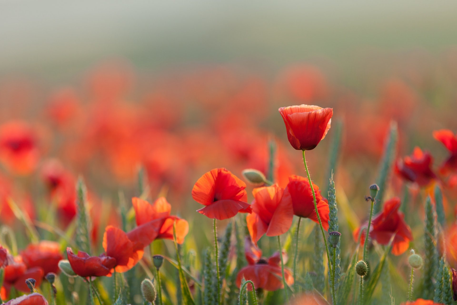 amapolas verano naturaleza