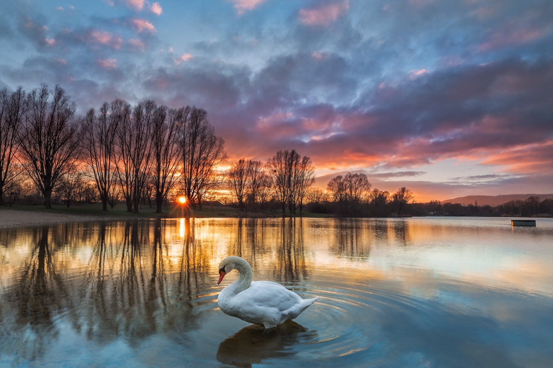 lac coucher de soleil cygne