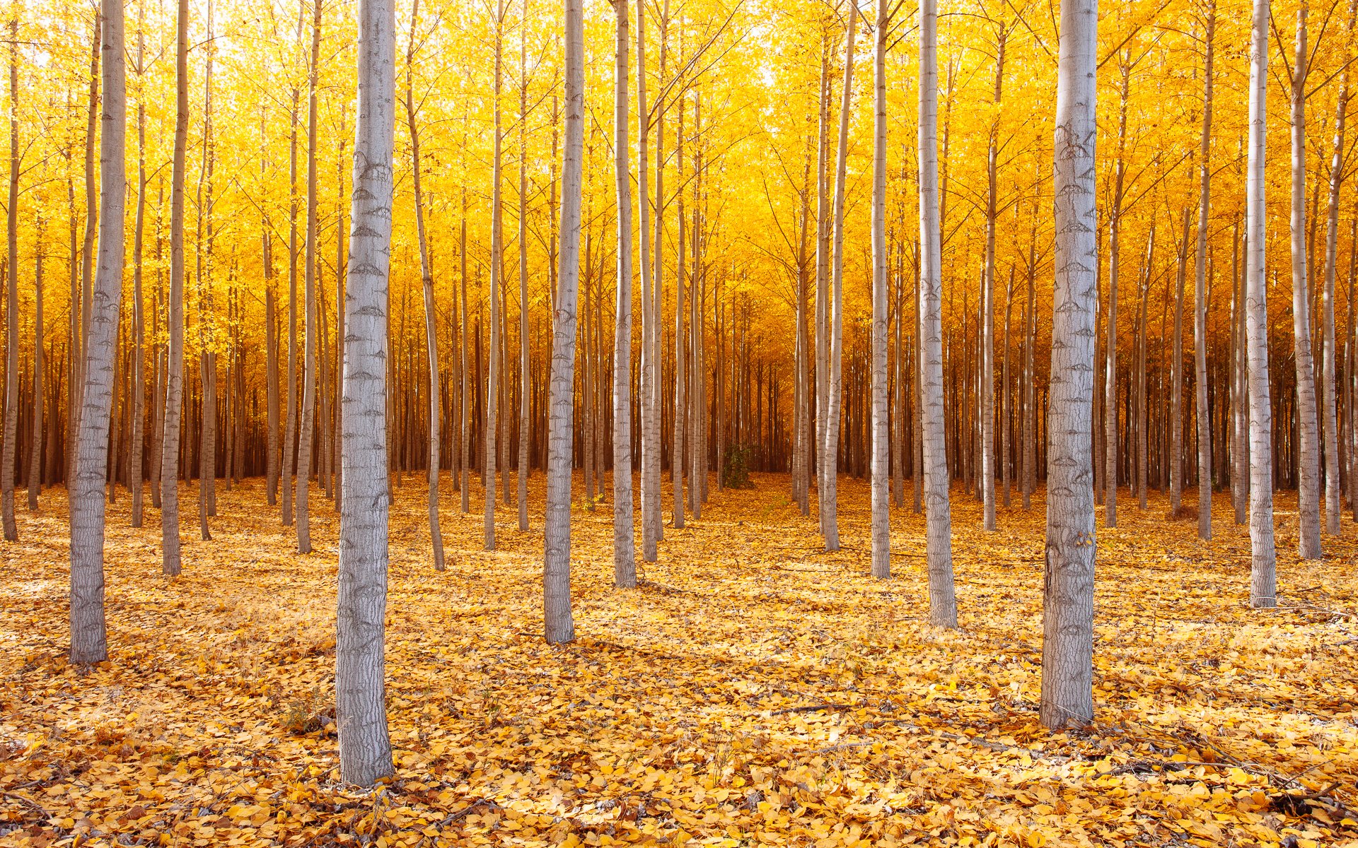 natur usa ost-oregon bäume herbst oktober