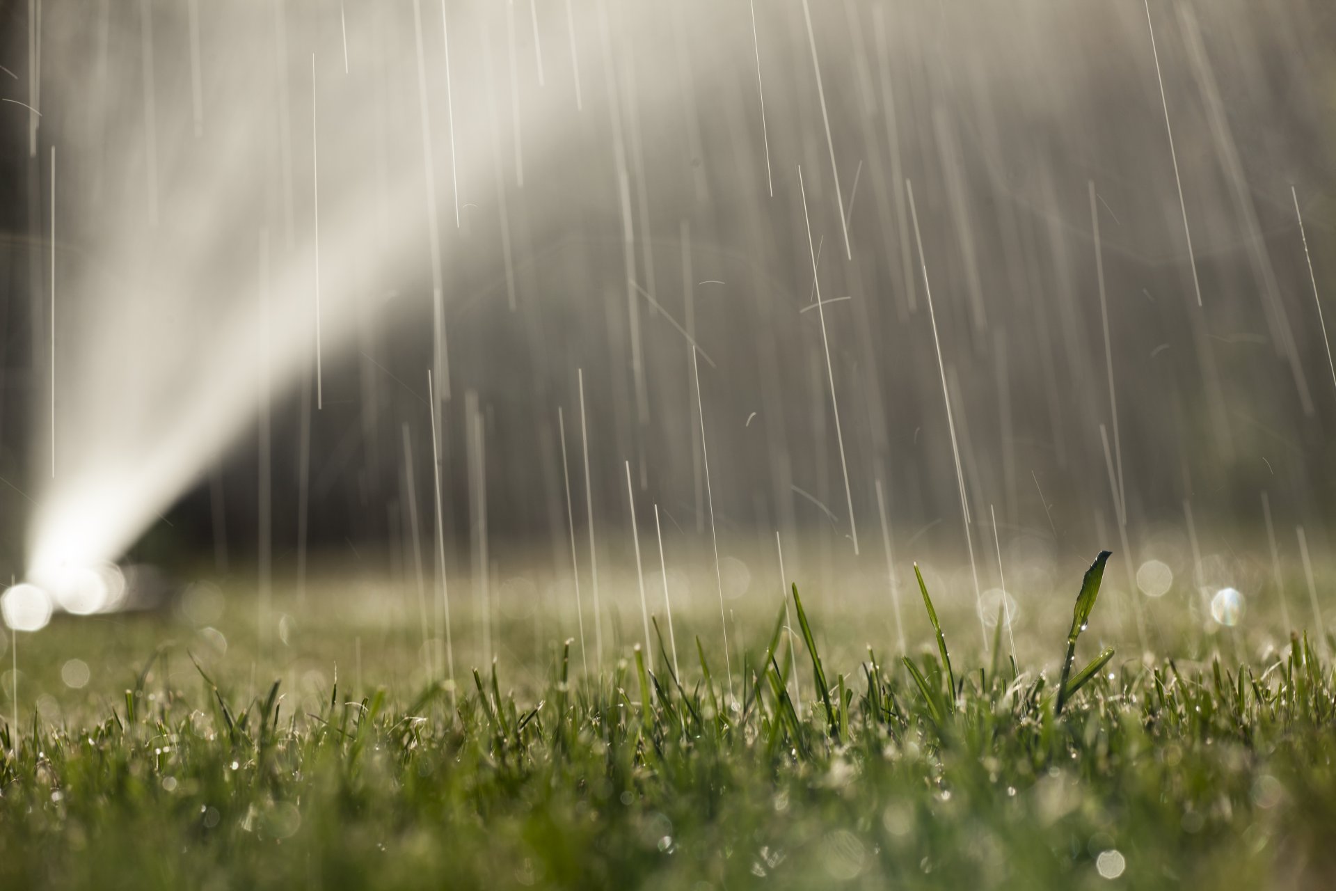 acqua prato gocce rugiada erba