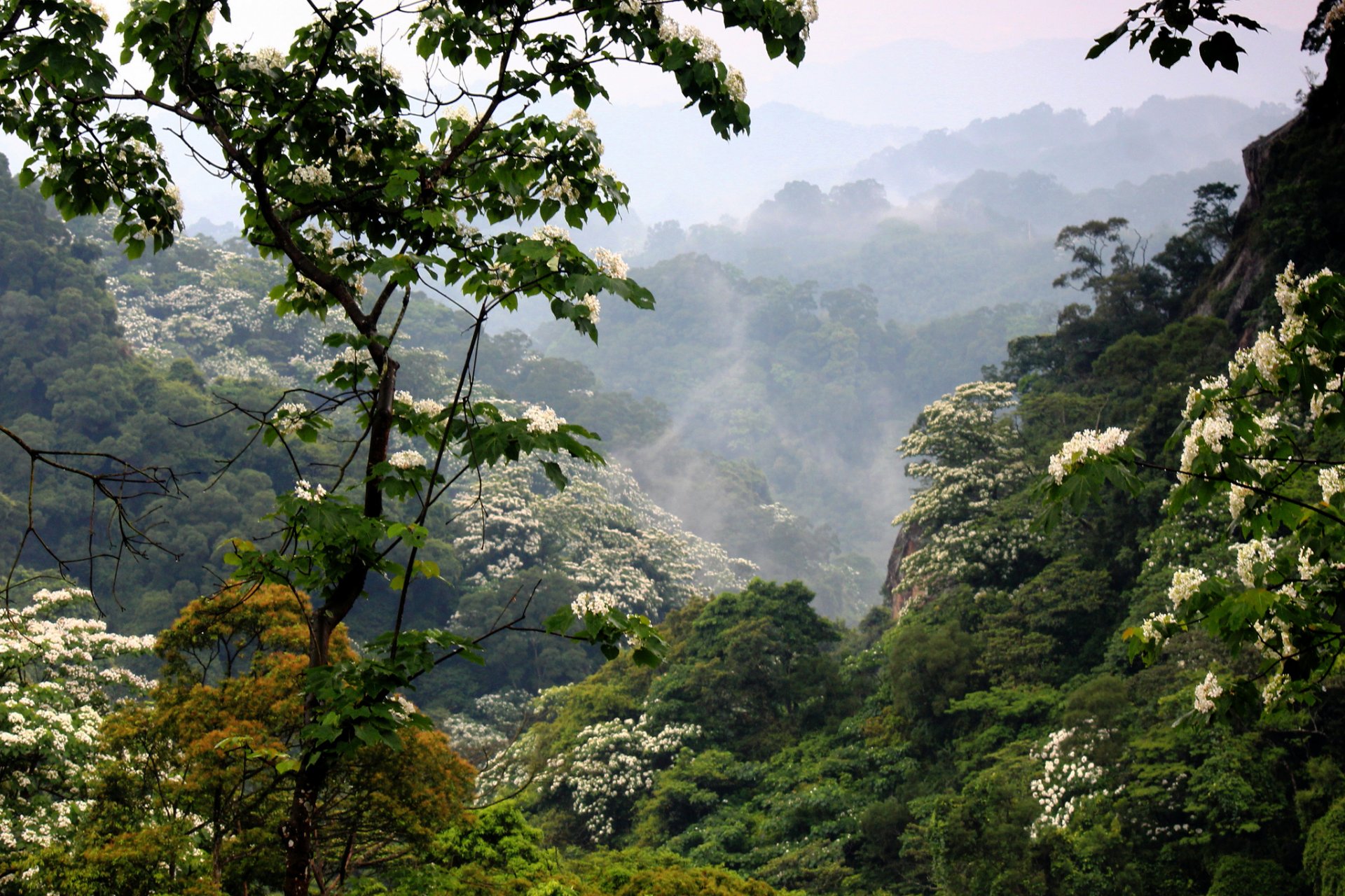 montagna foresta nebbia fioritura