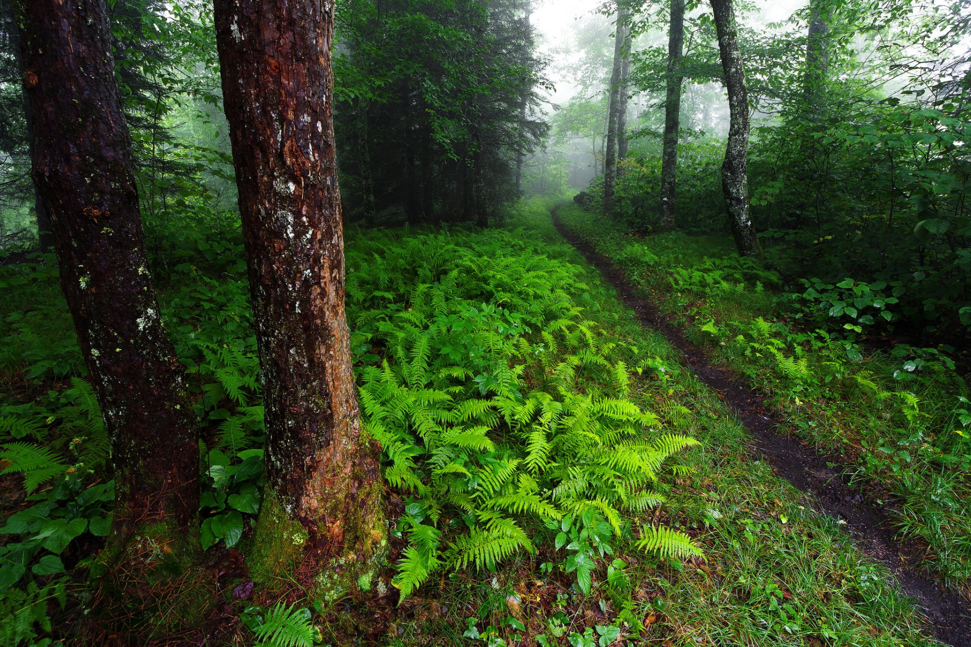 north carolina usa wald grün bäume sträucher farn fußweg natur