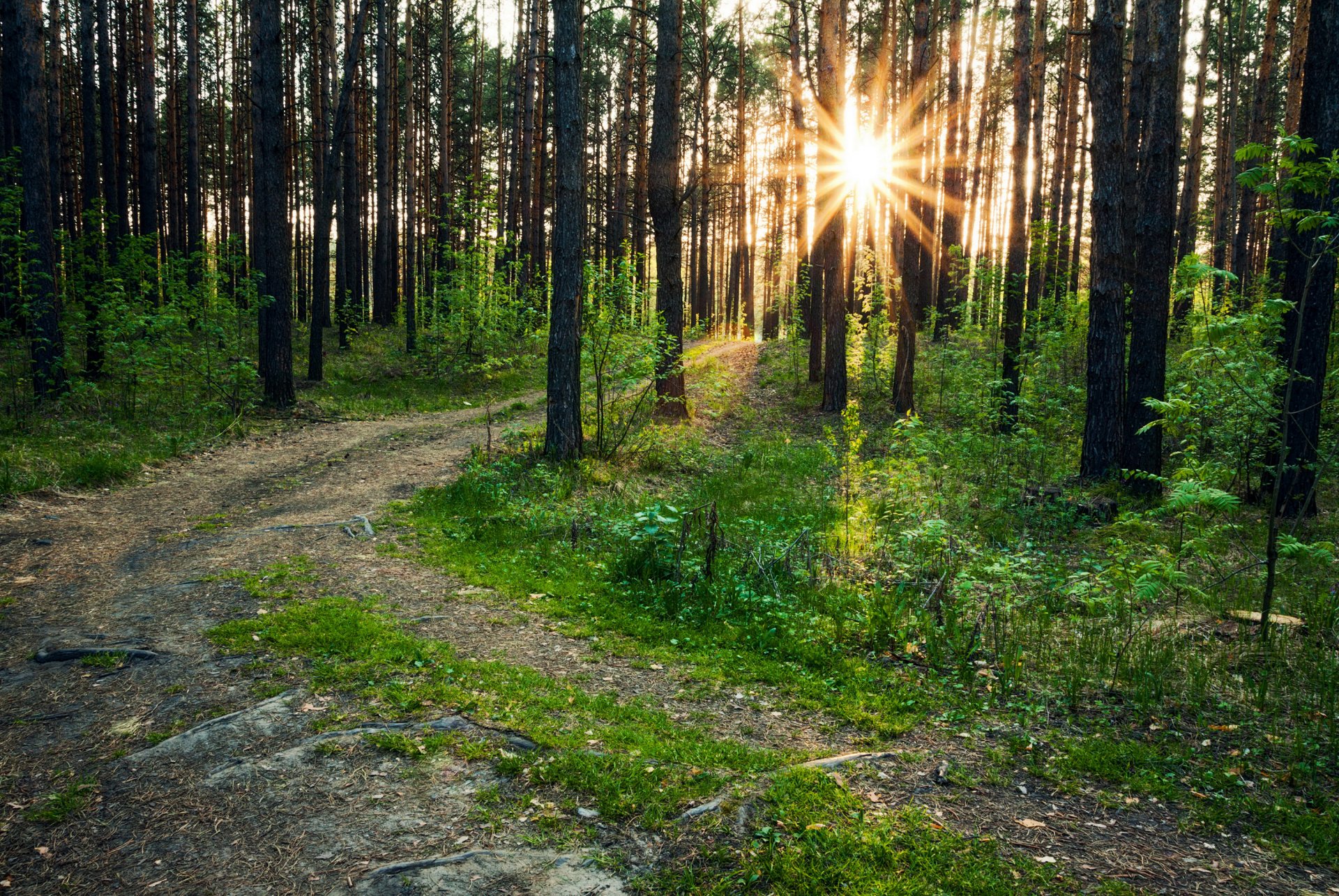 forêt sentier rayons de lumière arbres nature photo