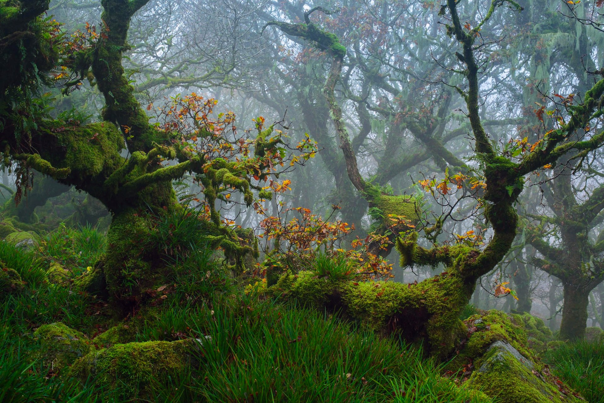 południowo-zachodnia anglia hrabstwo devon park narodowy dartmoor jesień październik las drzewa dęby gałęzie liście mech trawa