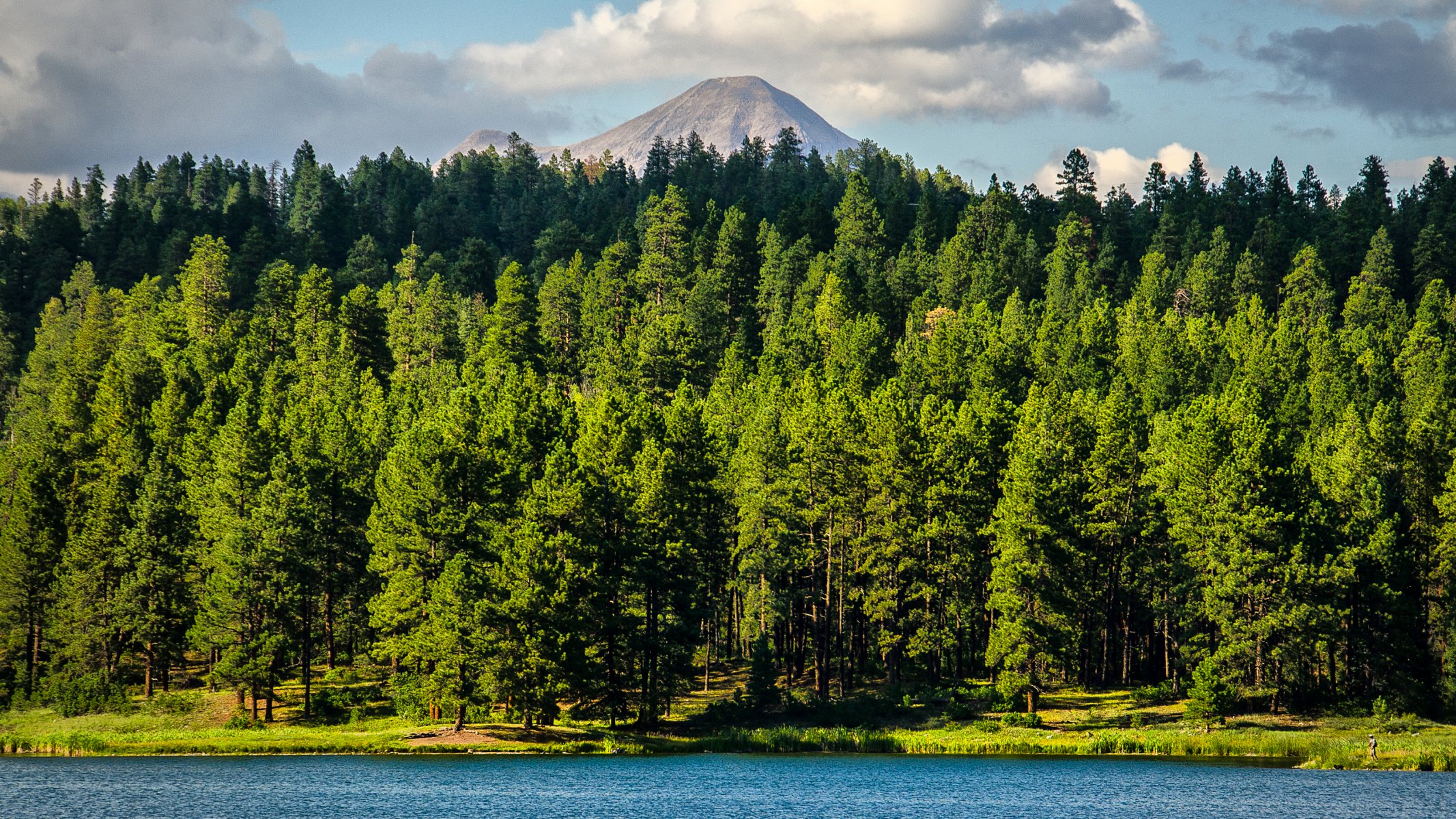 tree mountain water