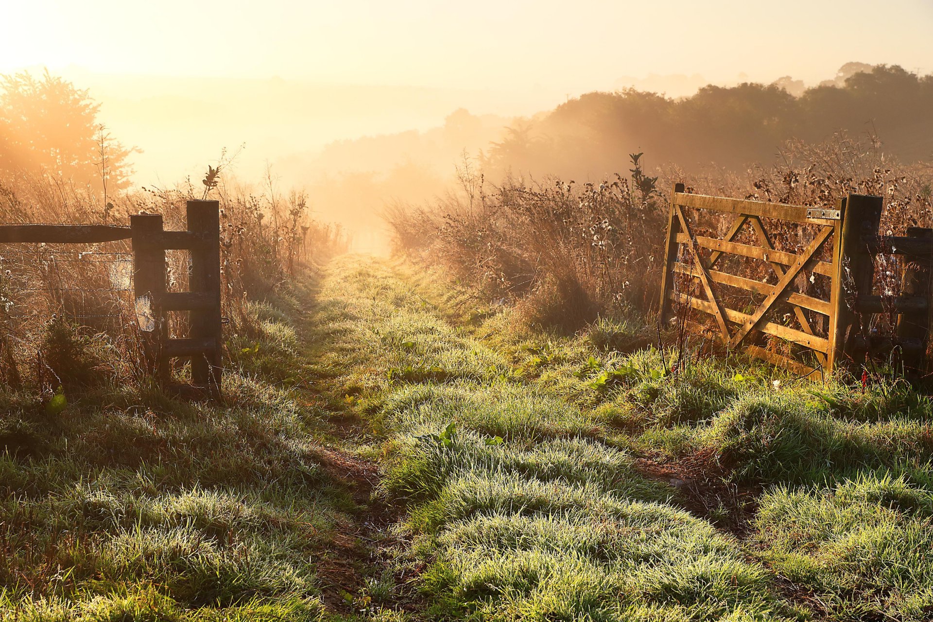 mattina nebbia recinzione campo natura paesaggio