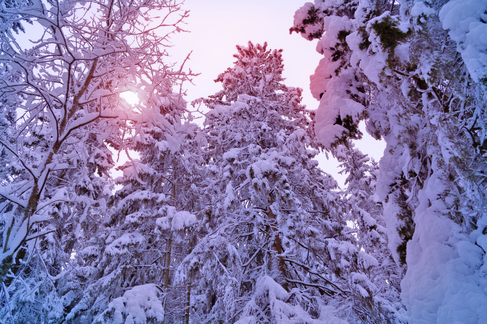 hiver arbres épinette pin forêt neige arbres de noël soleil lumière hiver pin arbre