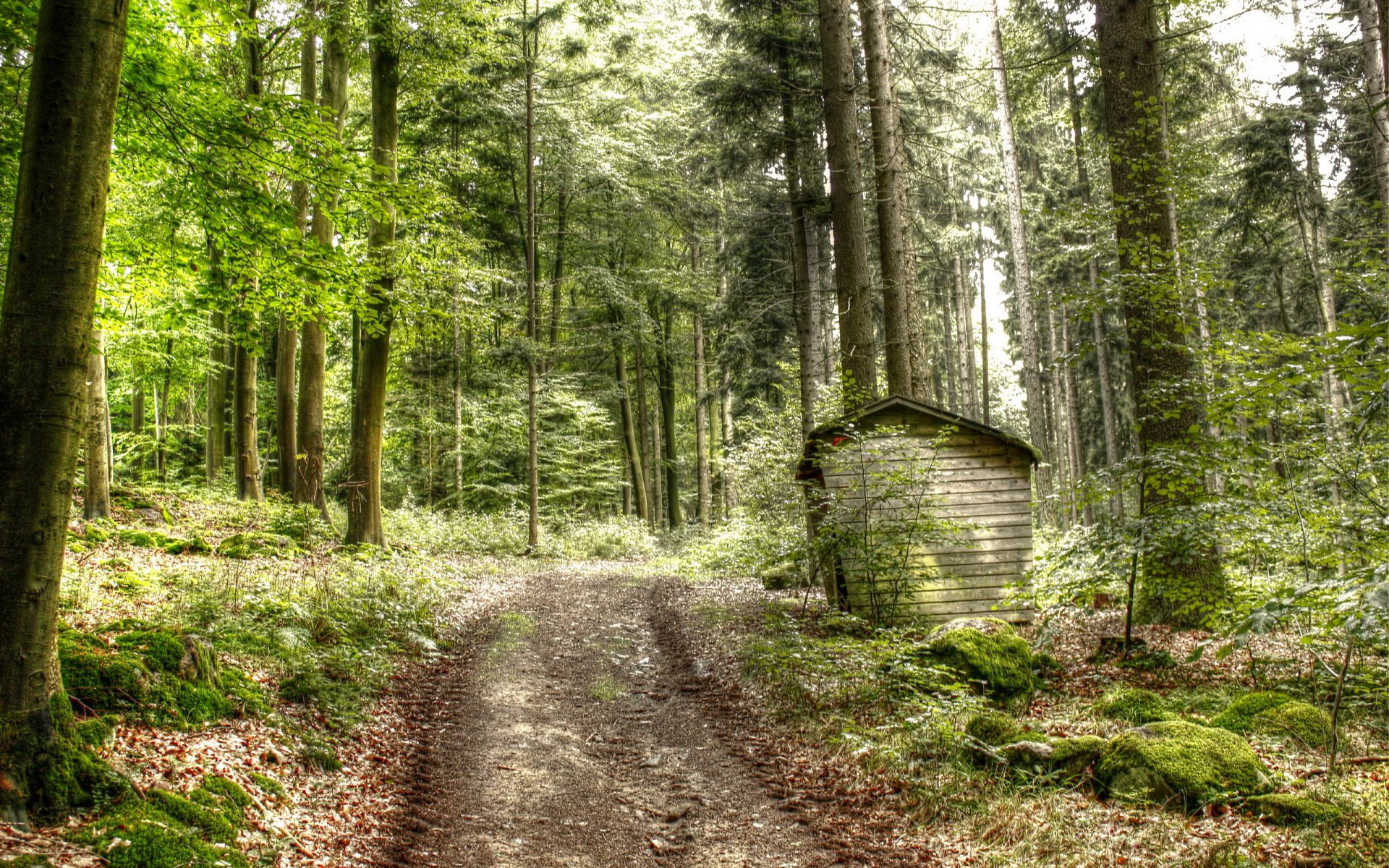 bosque camino naturaleza