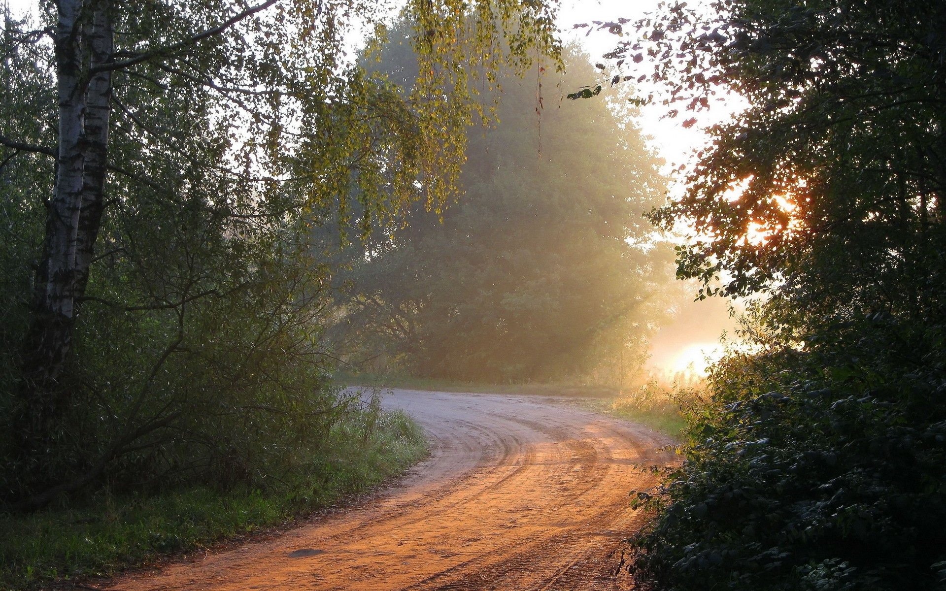 morning forest road nature light