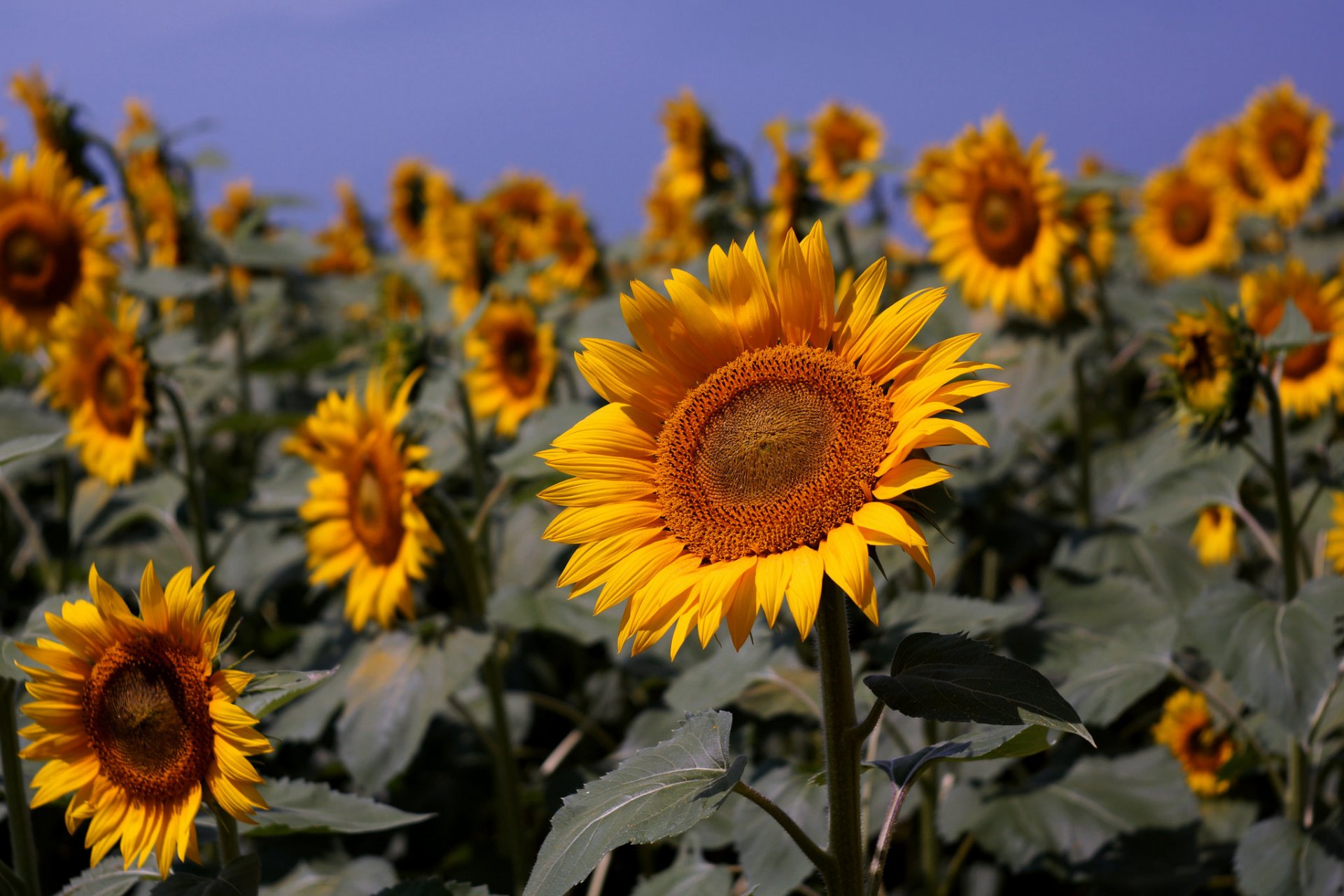 girasoli campo estate natura blu cielo