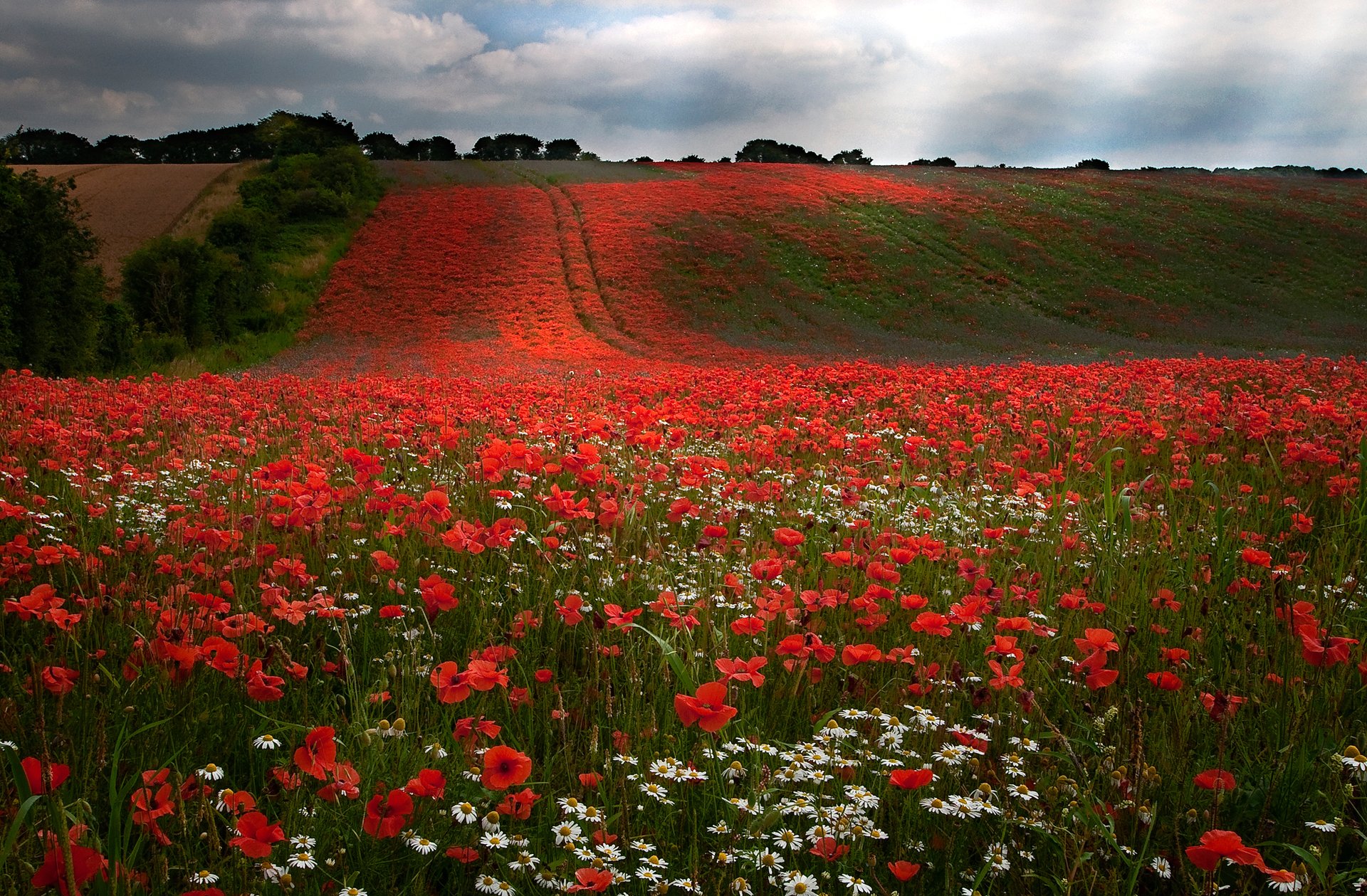 cielo nubes campo colinas árboles flores amapolas