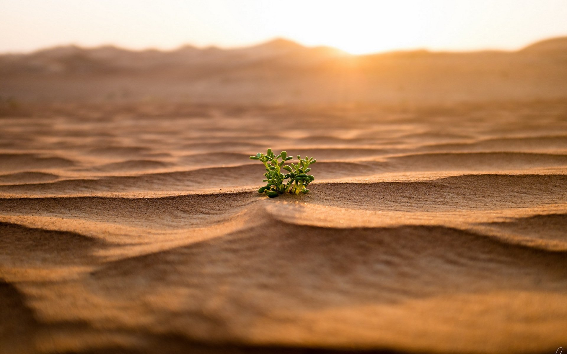 sand wachstum natur