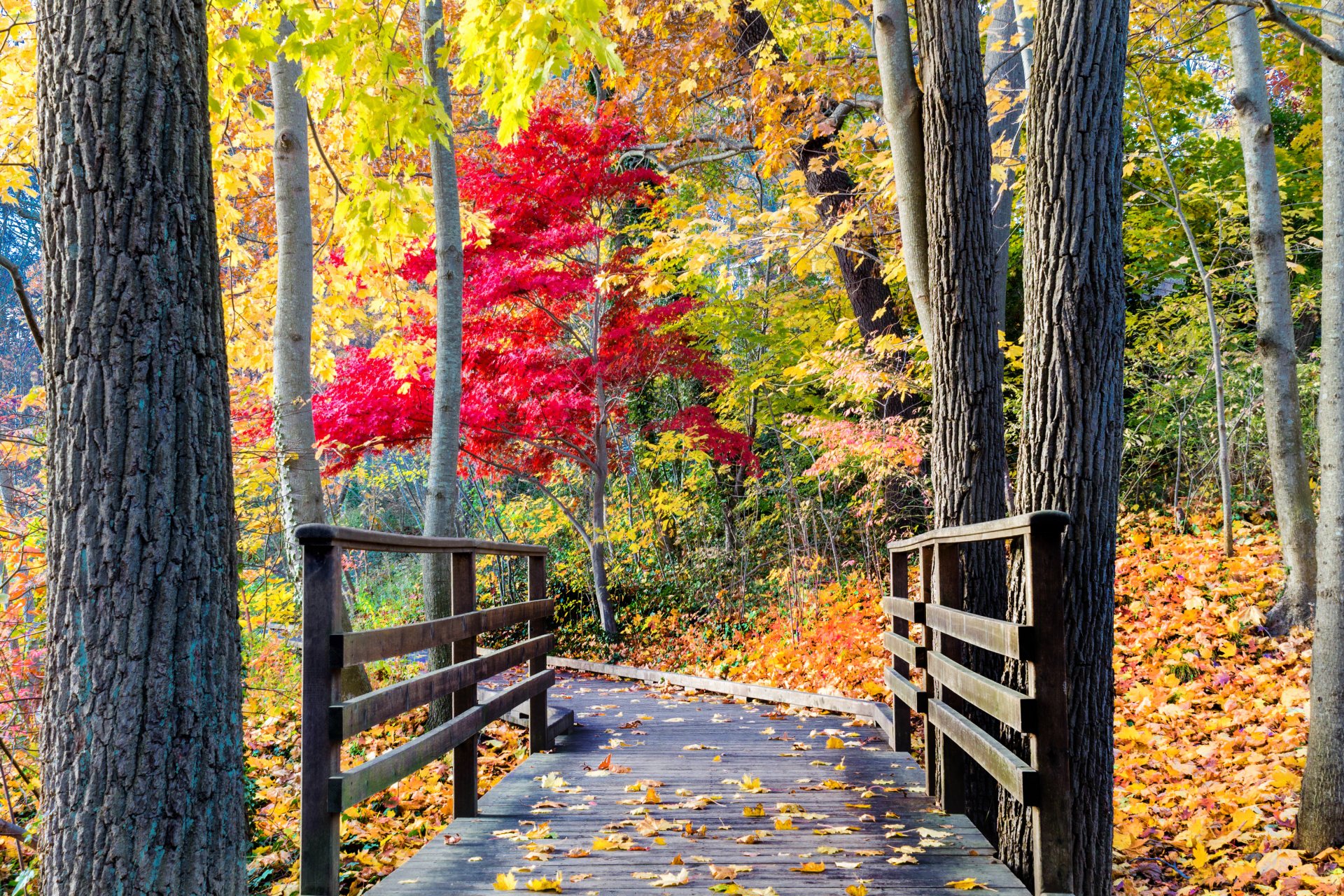 naturaleza bosque parque árboles hojas colorido camino otoño caída colores paseo