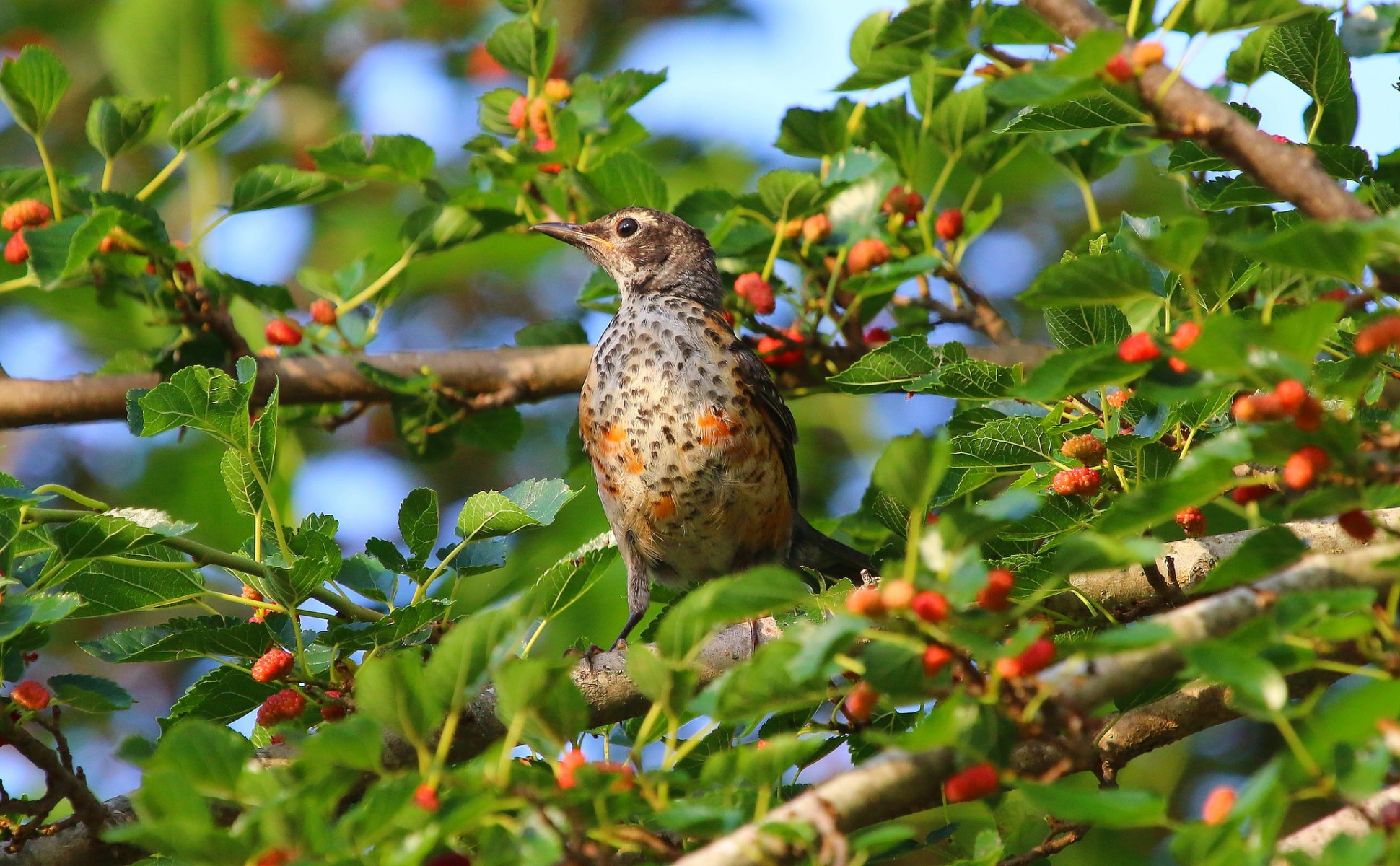 tree leaves berries mulberry bird mulberry