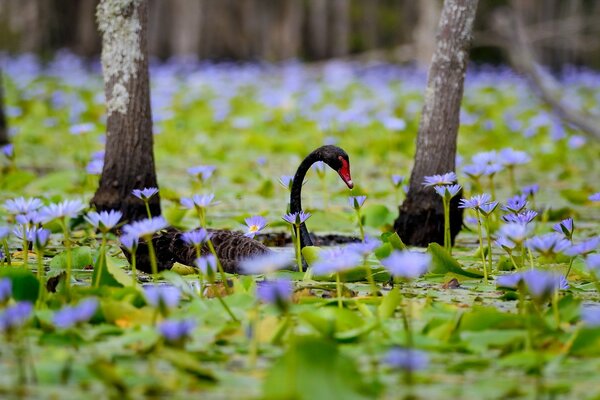 Black swan blue water lilies