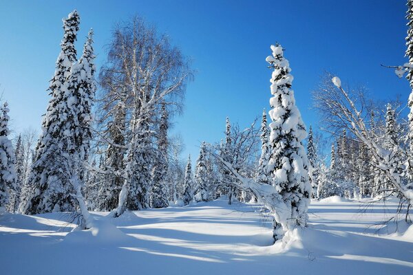 Winterlandschaft im Wald auf einer Lichtung