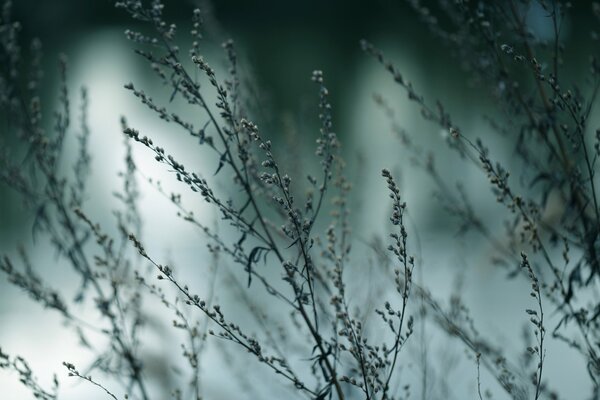 Photo of wormwood branches with bokeh effect