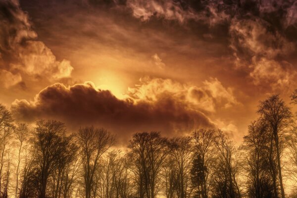 Beau ciel parmi les feuilles