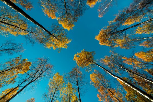 En la naturaleza en otoño en los árboles, las hojas se vuelven amarillas