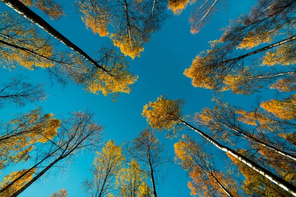 Dans la nature, les feuilles jaunissent en automne sur les arbres