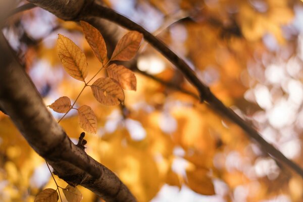 Herbst alle Schattierungen von Farben, die Natur fasziniert