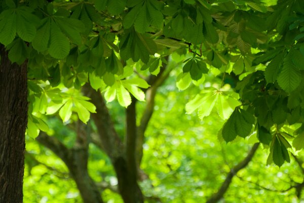 Hojas de castaño verde brillante y tronco de árbol