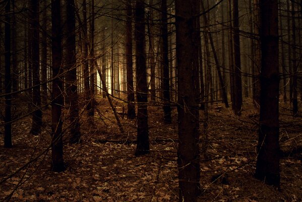 Lueurs de lumière dans la forêt sombre