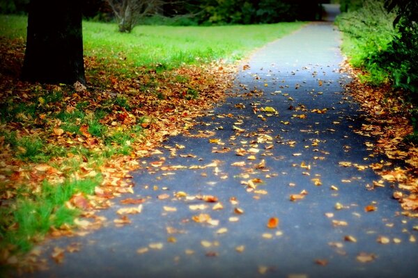 Die Straße im Park ist mit goldenen Herbstblättern bedeckt